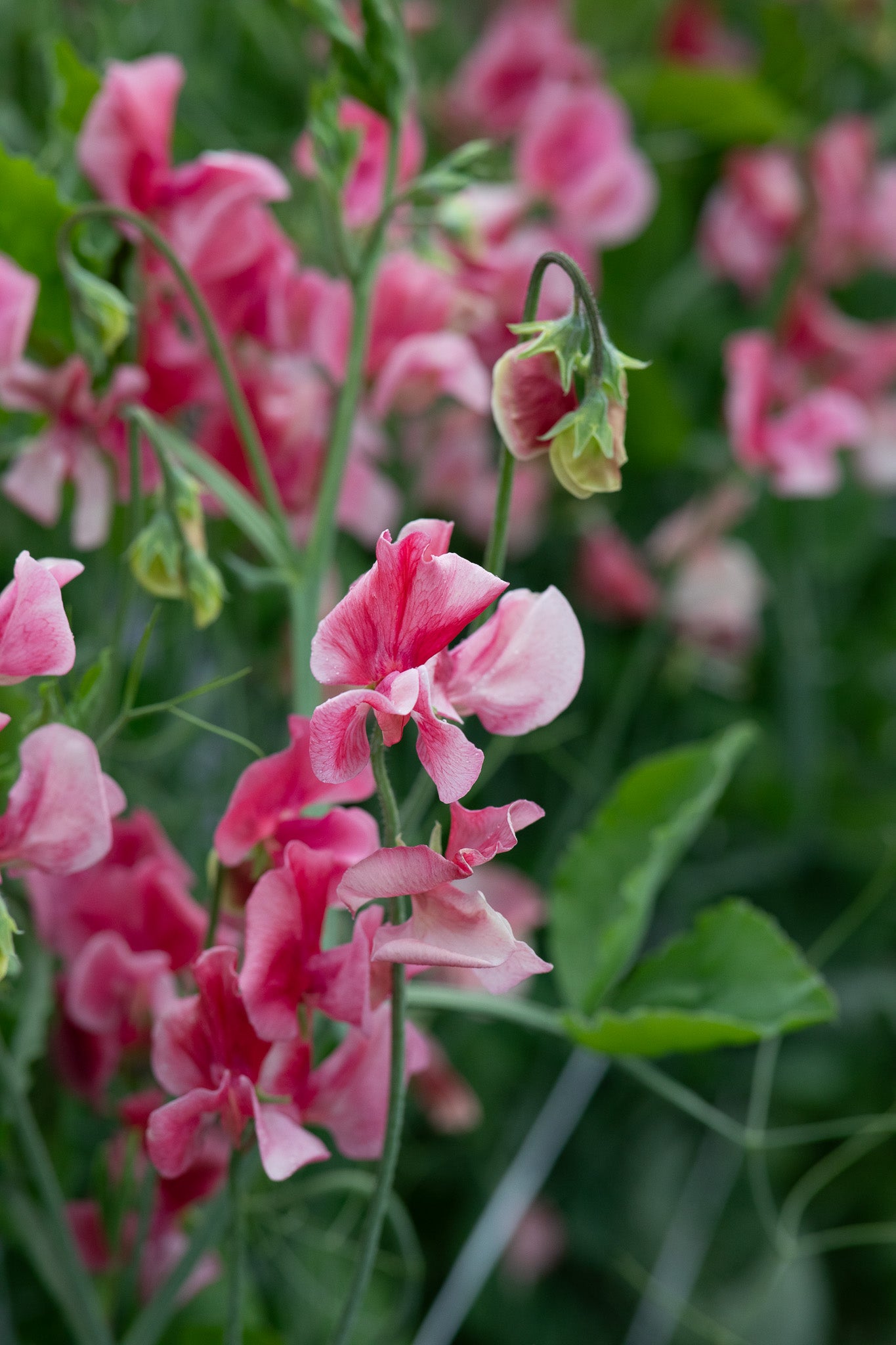 Sweet Pea MM