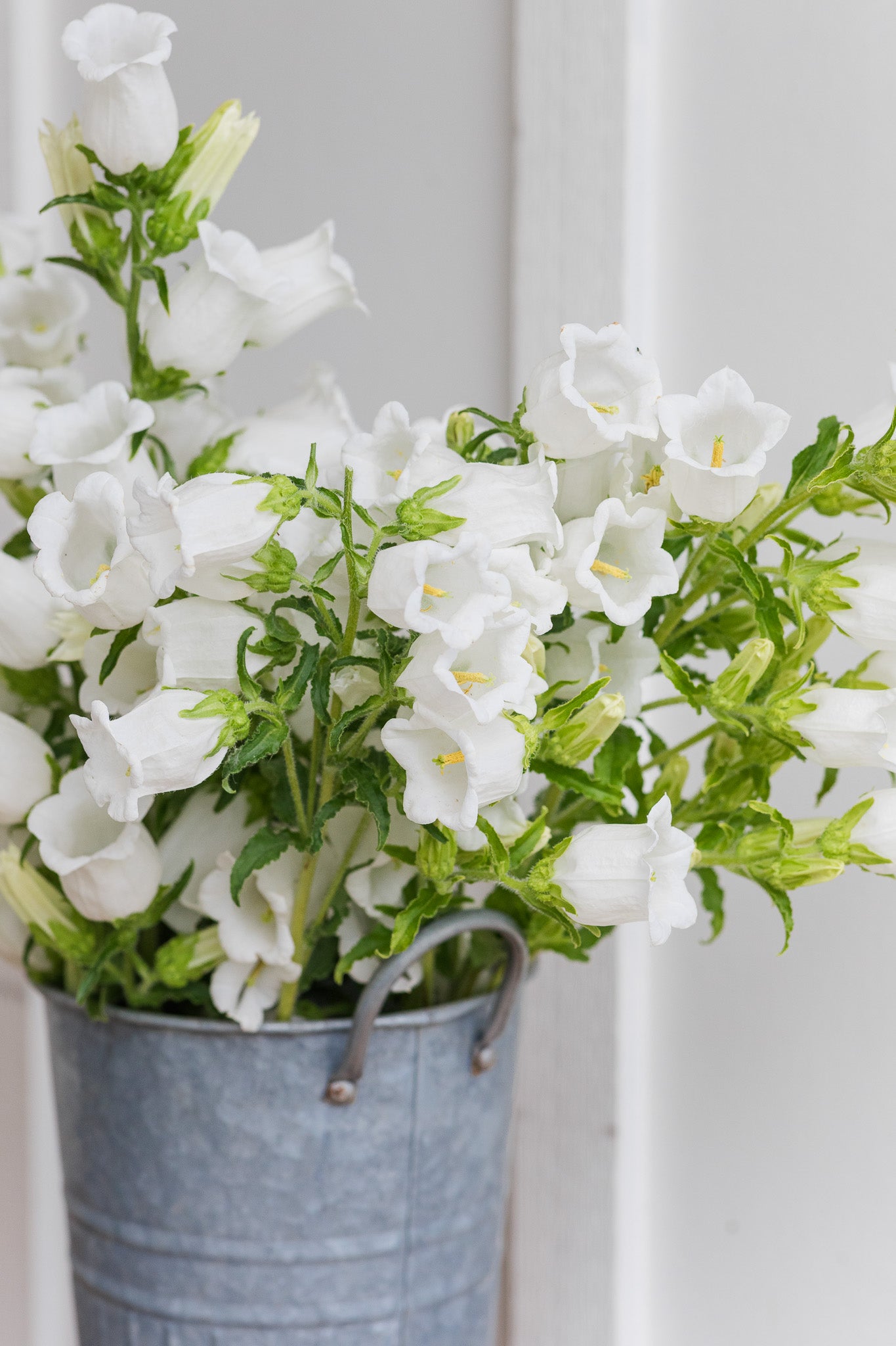 Campanula White