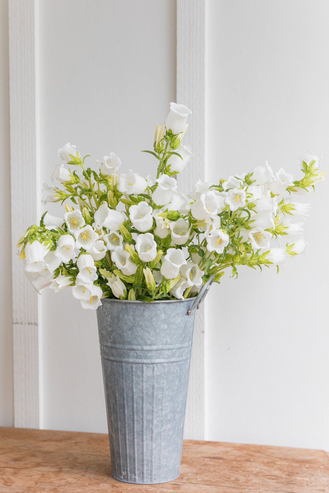 Campanula White