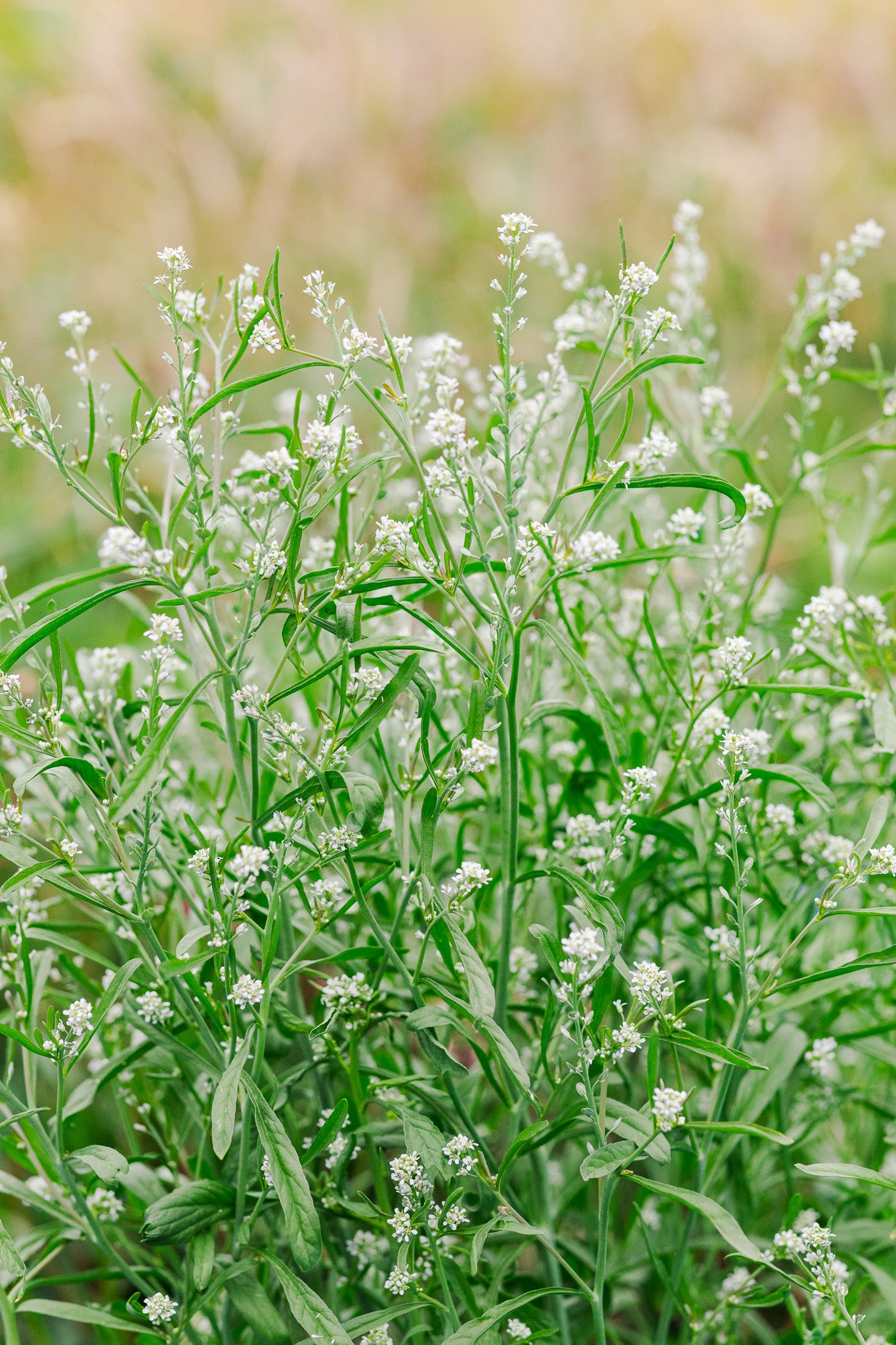 Cress Pennycress