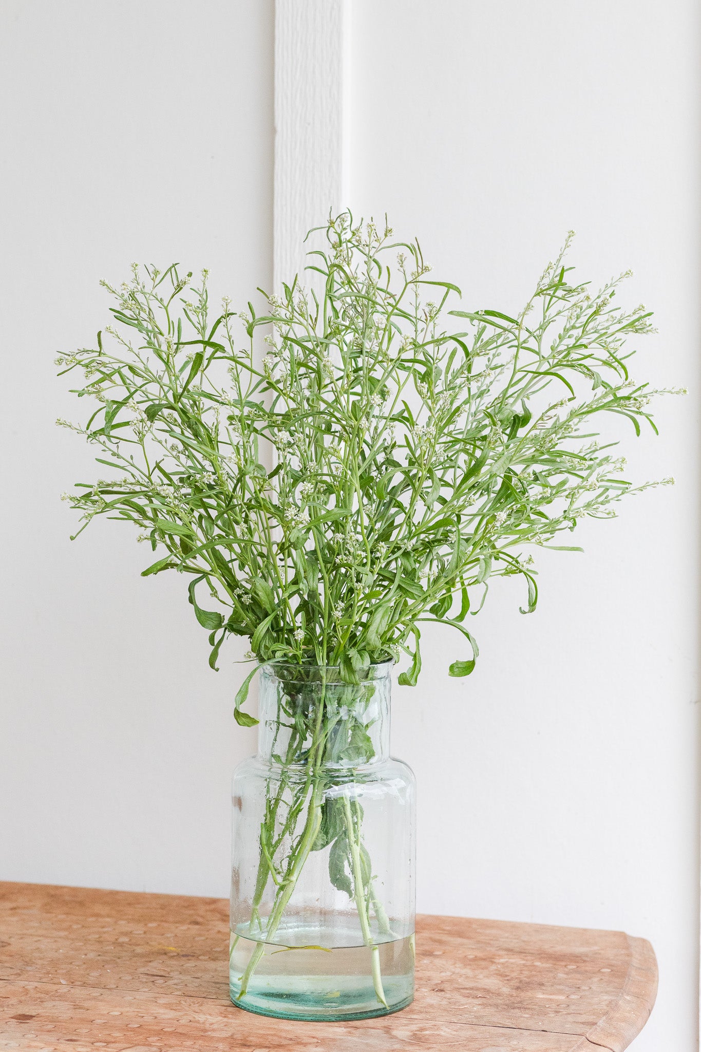 Cress Pennycress