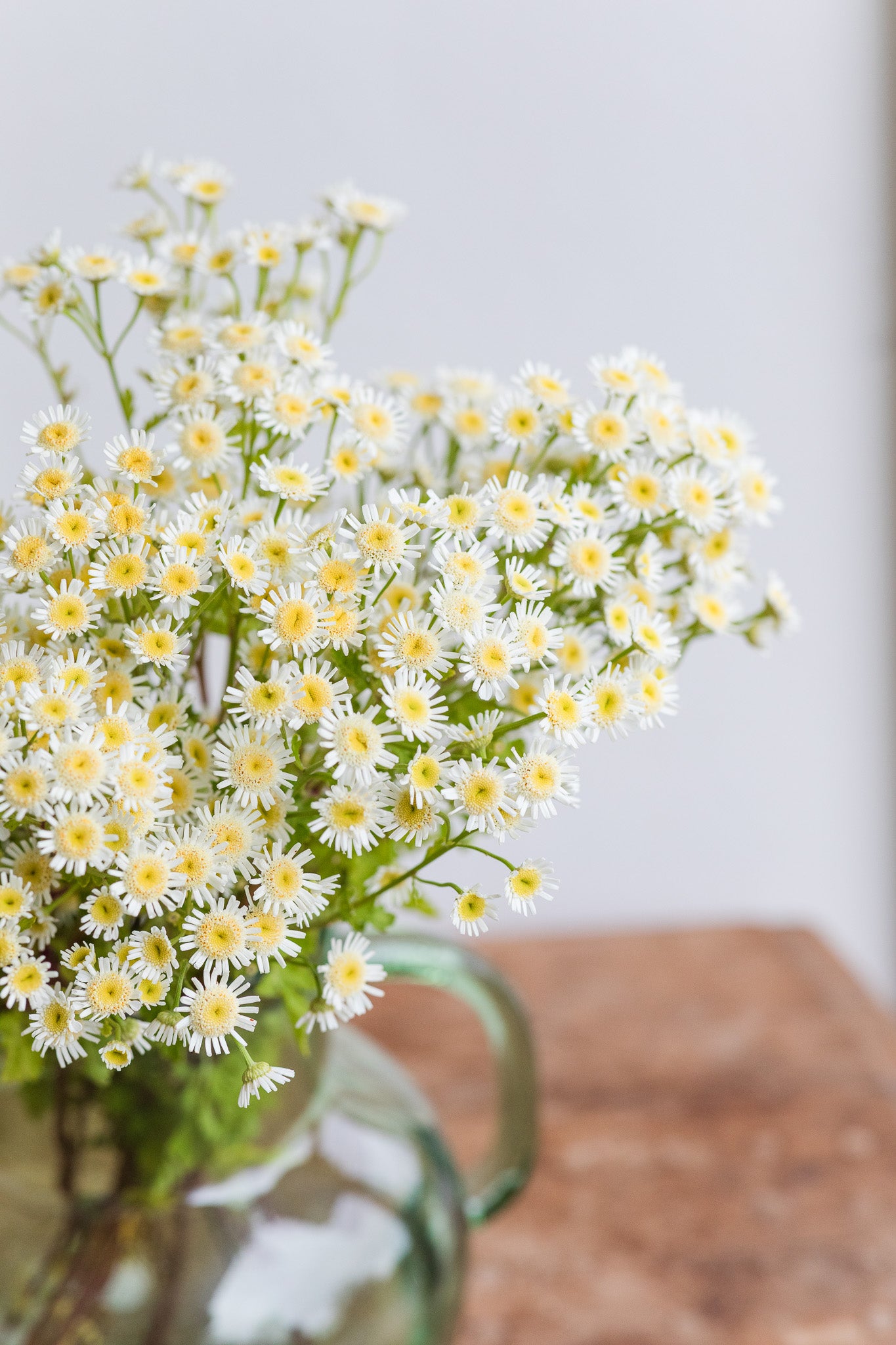 Feverfew Ivy Way Mix