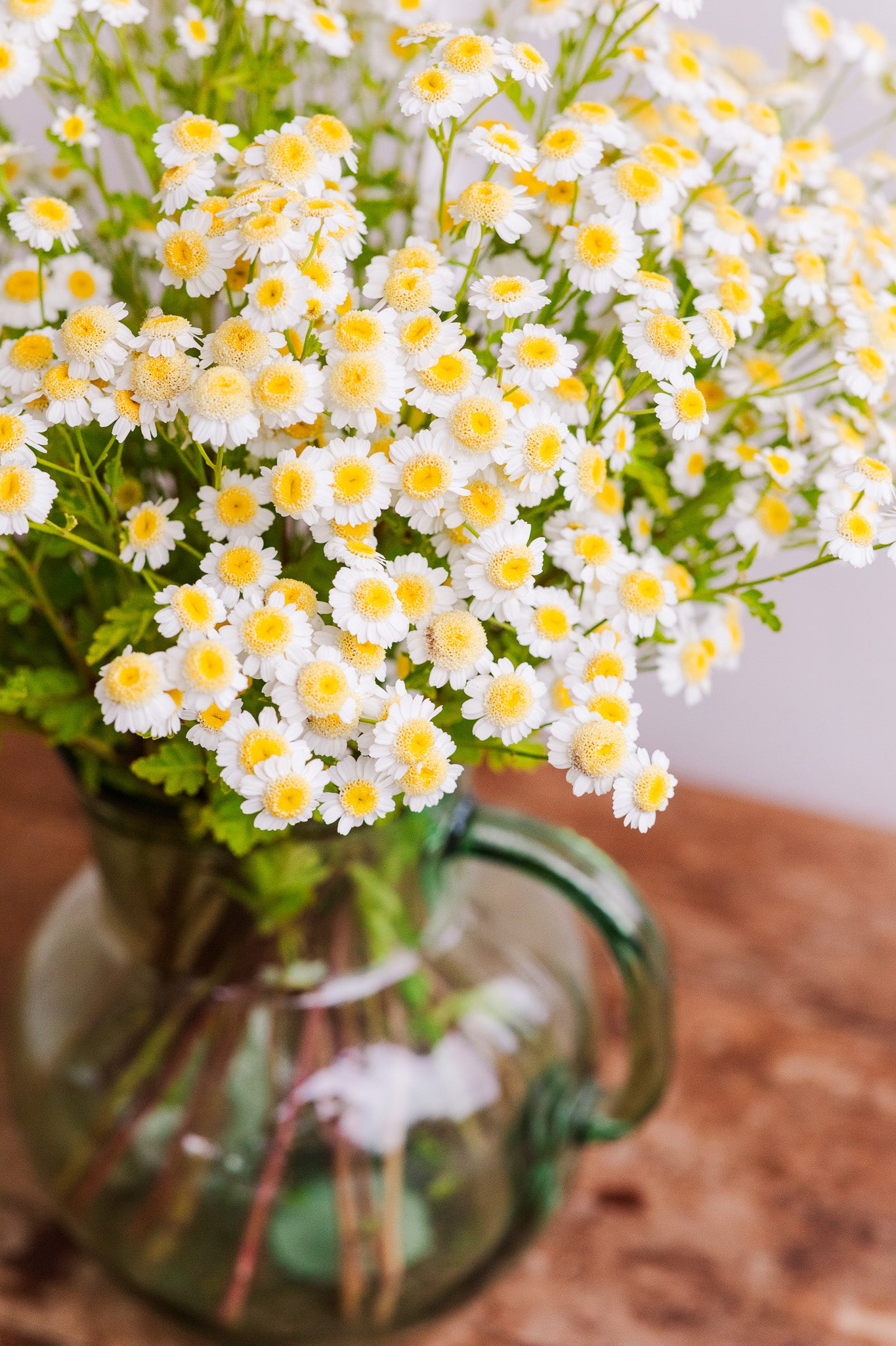Feverfew Ivy Way Mix
