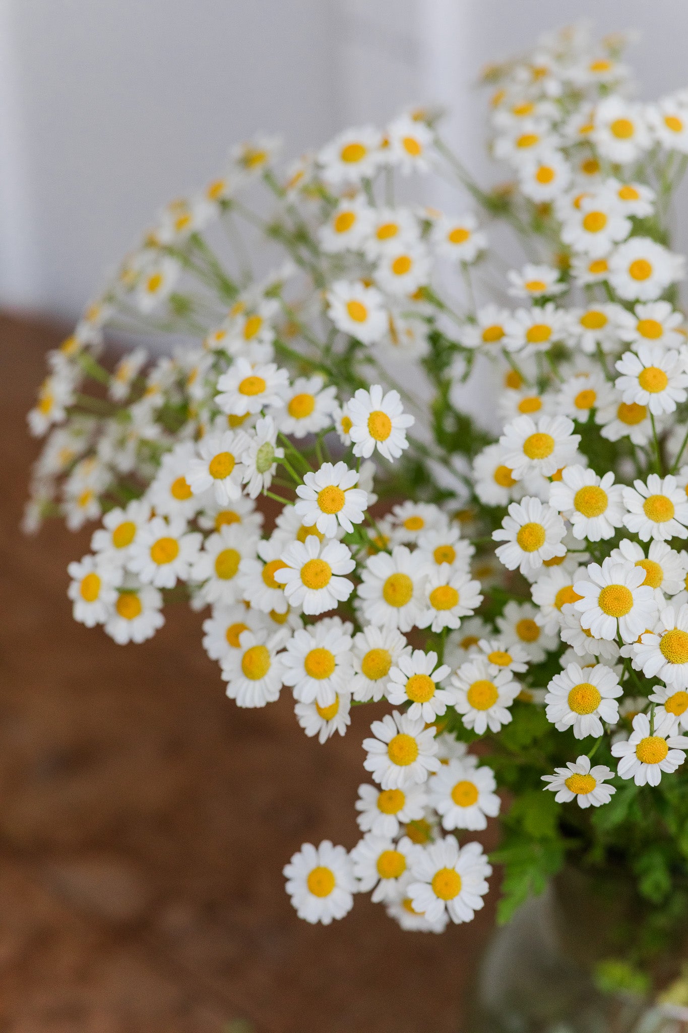 Feverfew Magic Single