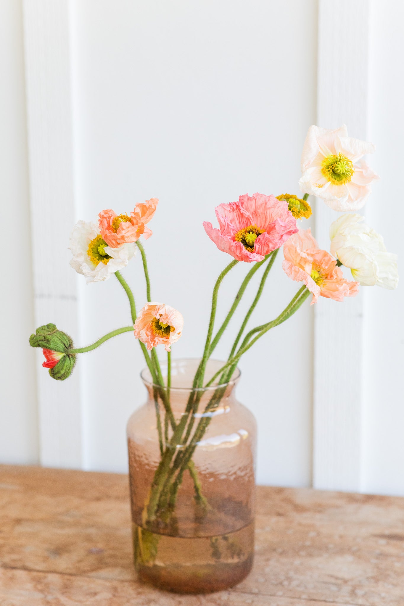 Poppy Icelandic Pastel Mix