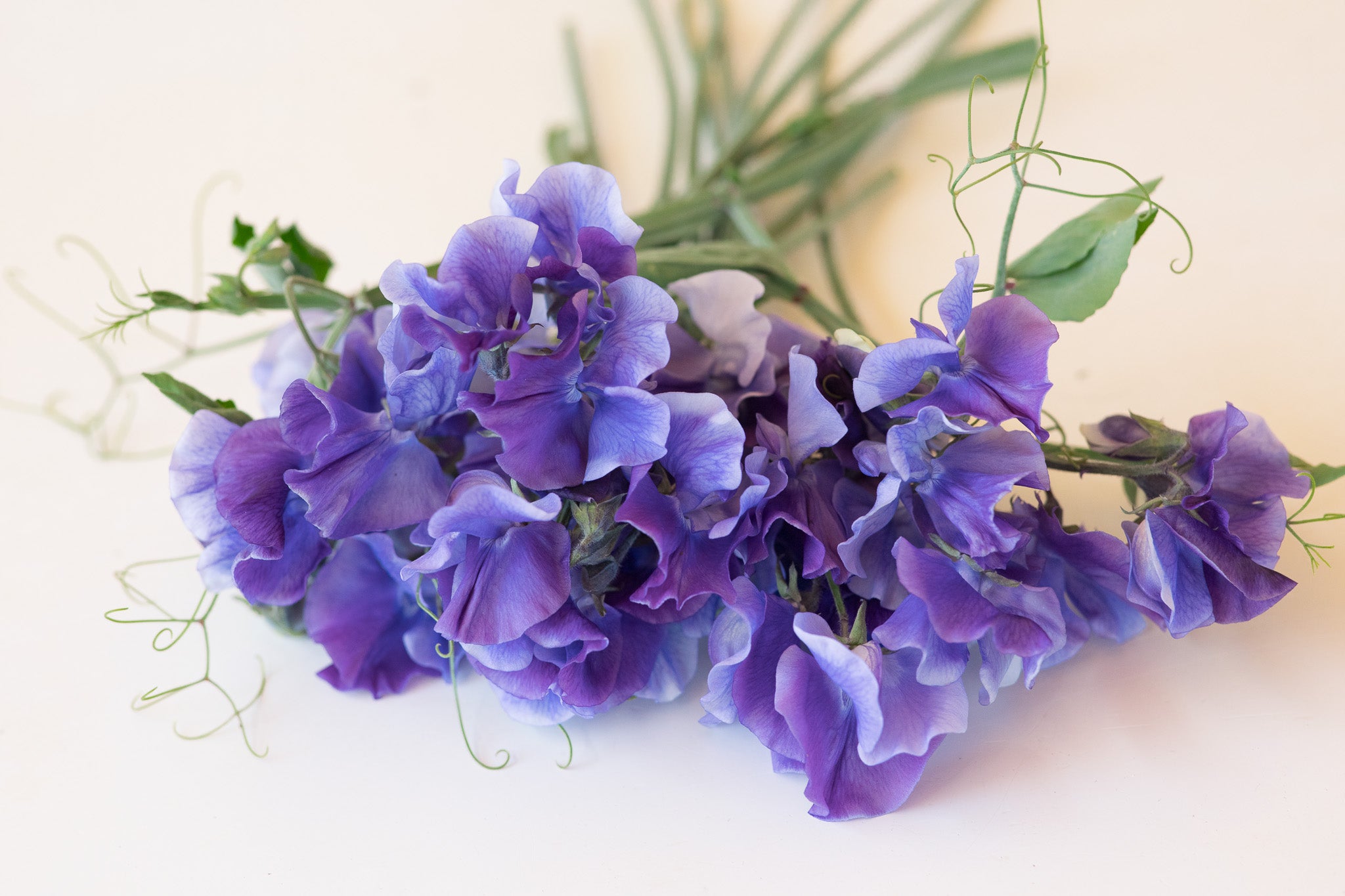 Sweet Pea Newby Blue