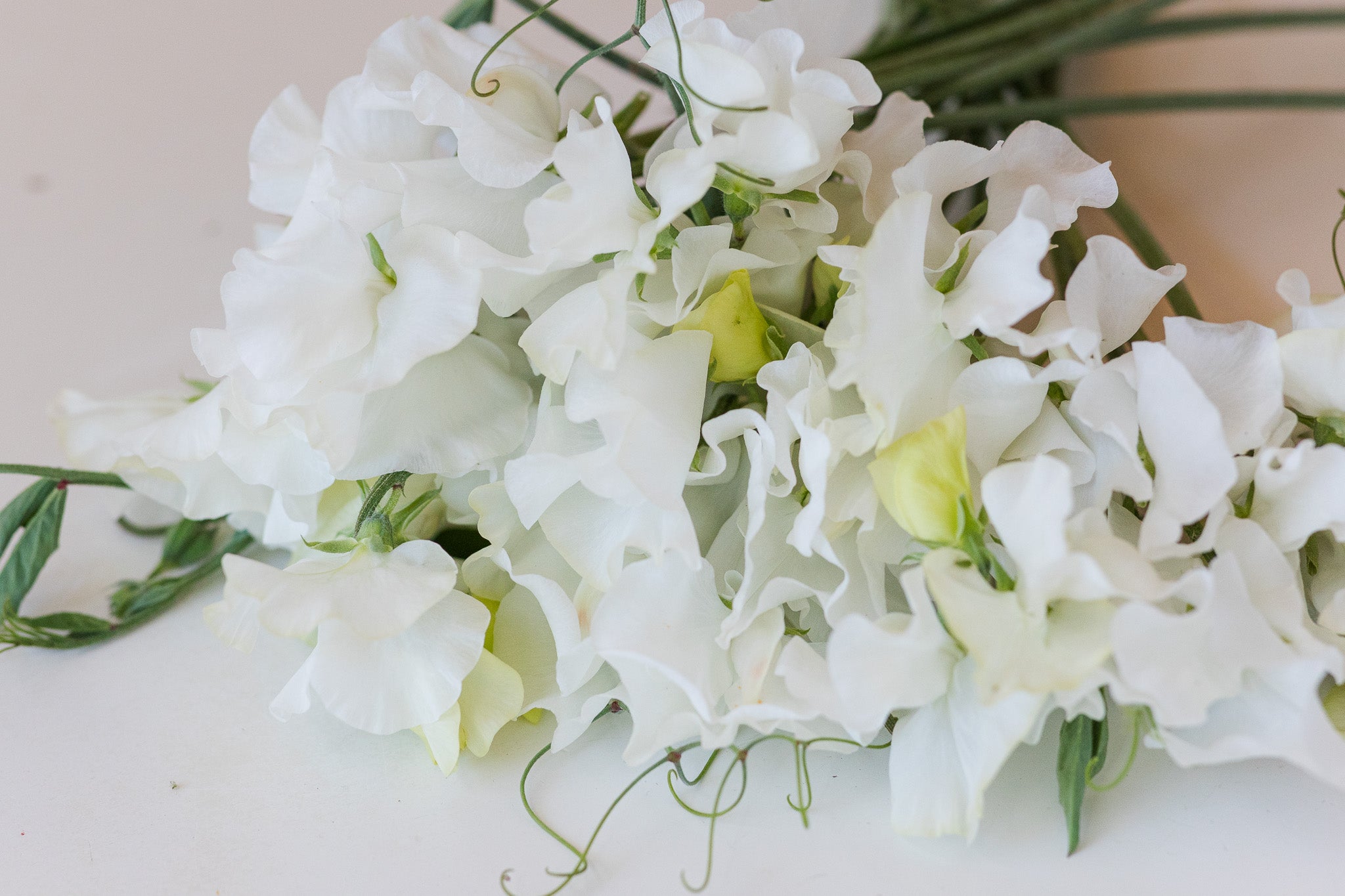 Sweet Pea Invicta