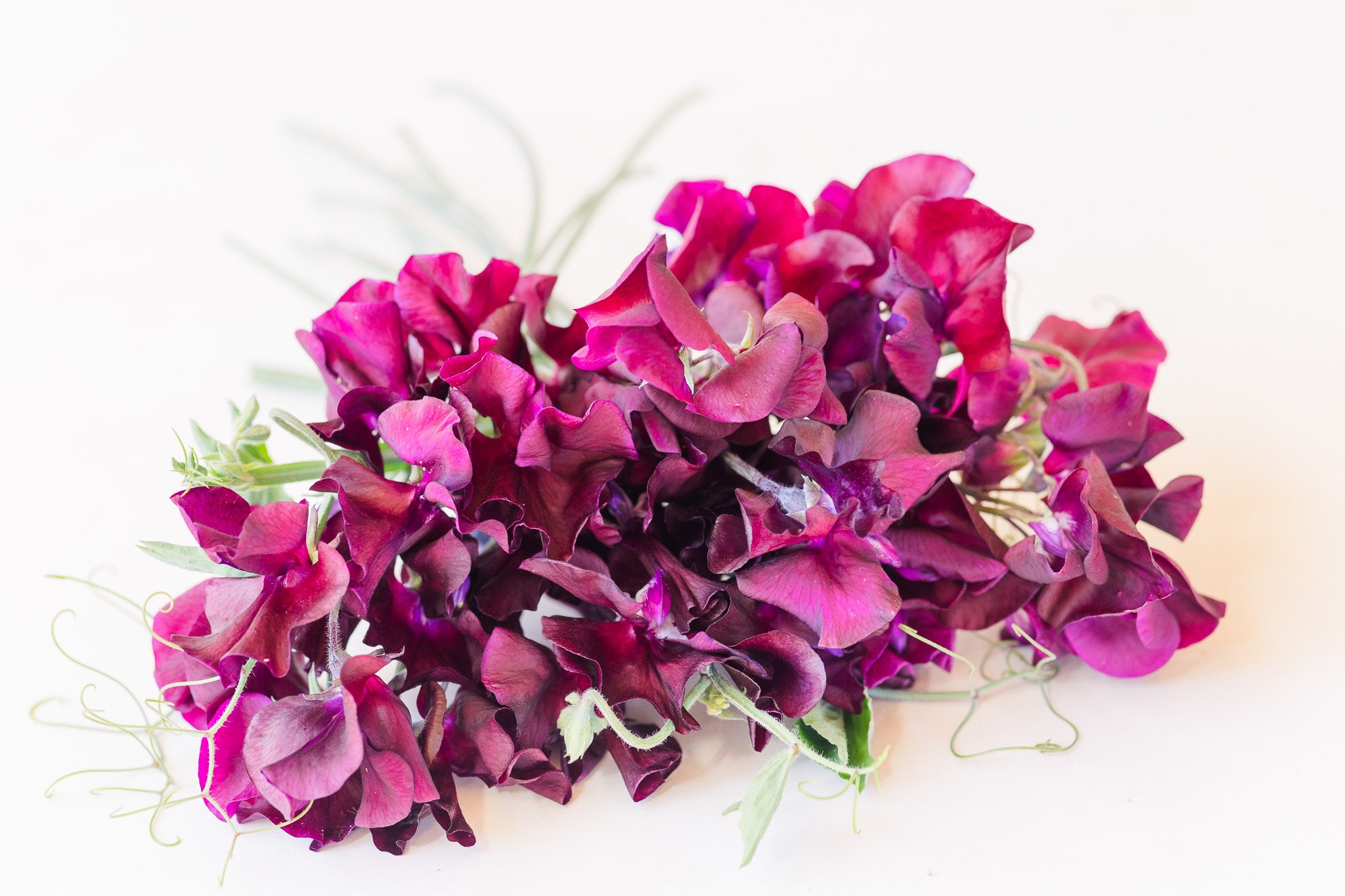 Sweet Pea Magnificent Maroon