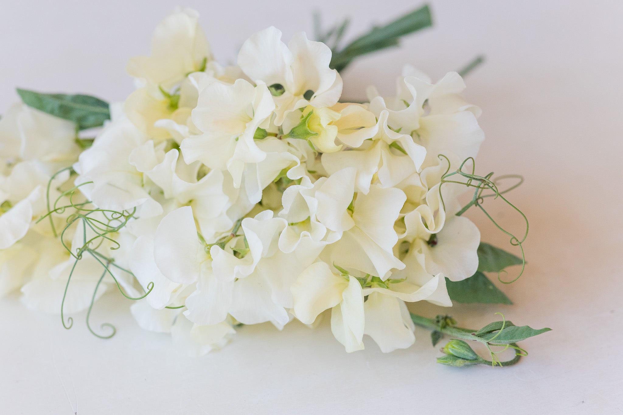 Sweet Pea Clotted Cream