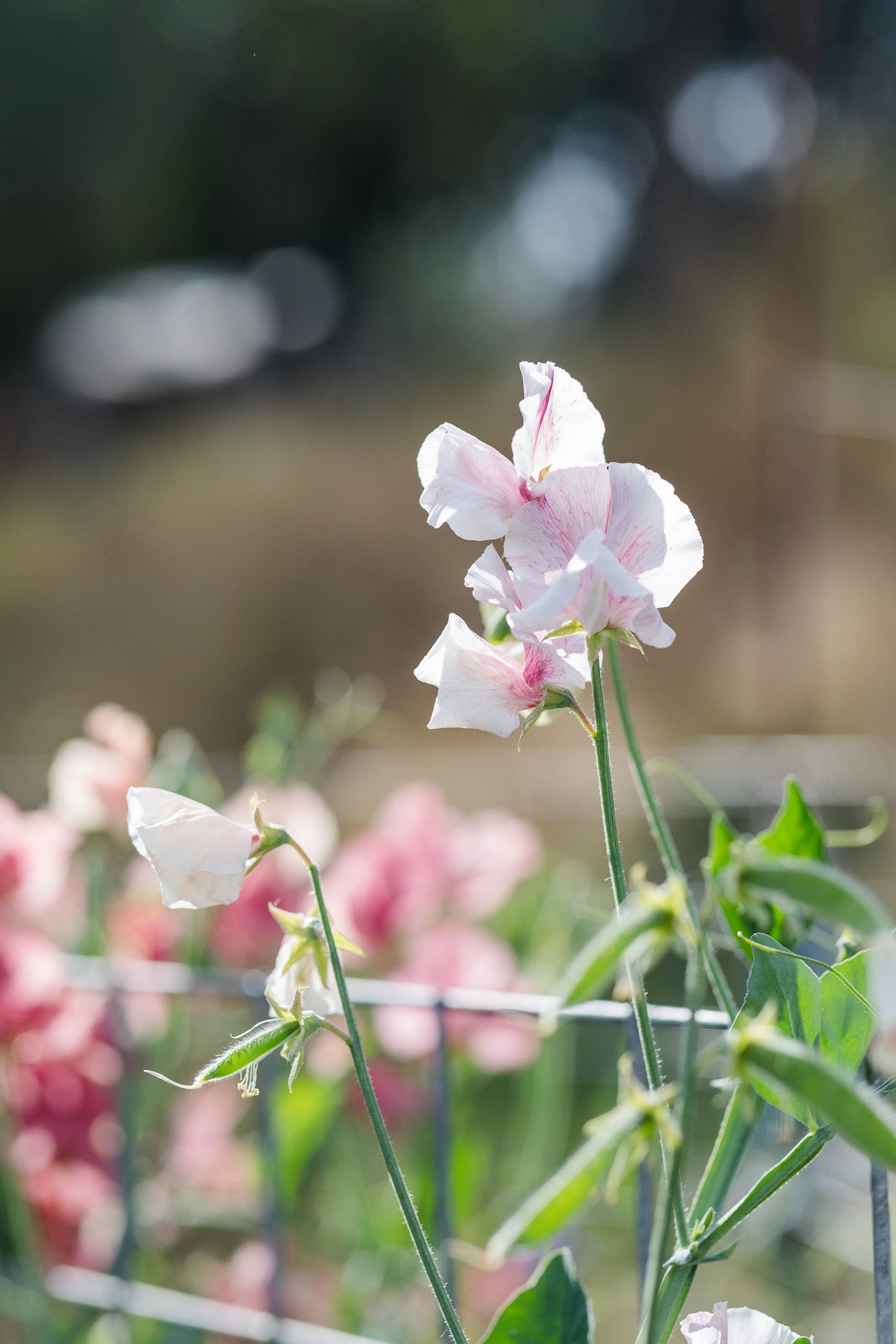 Sweet Pea Raspberry Flake