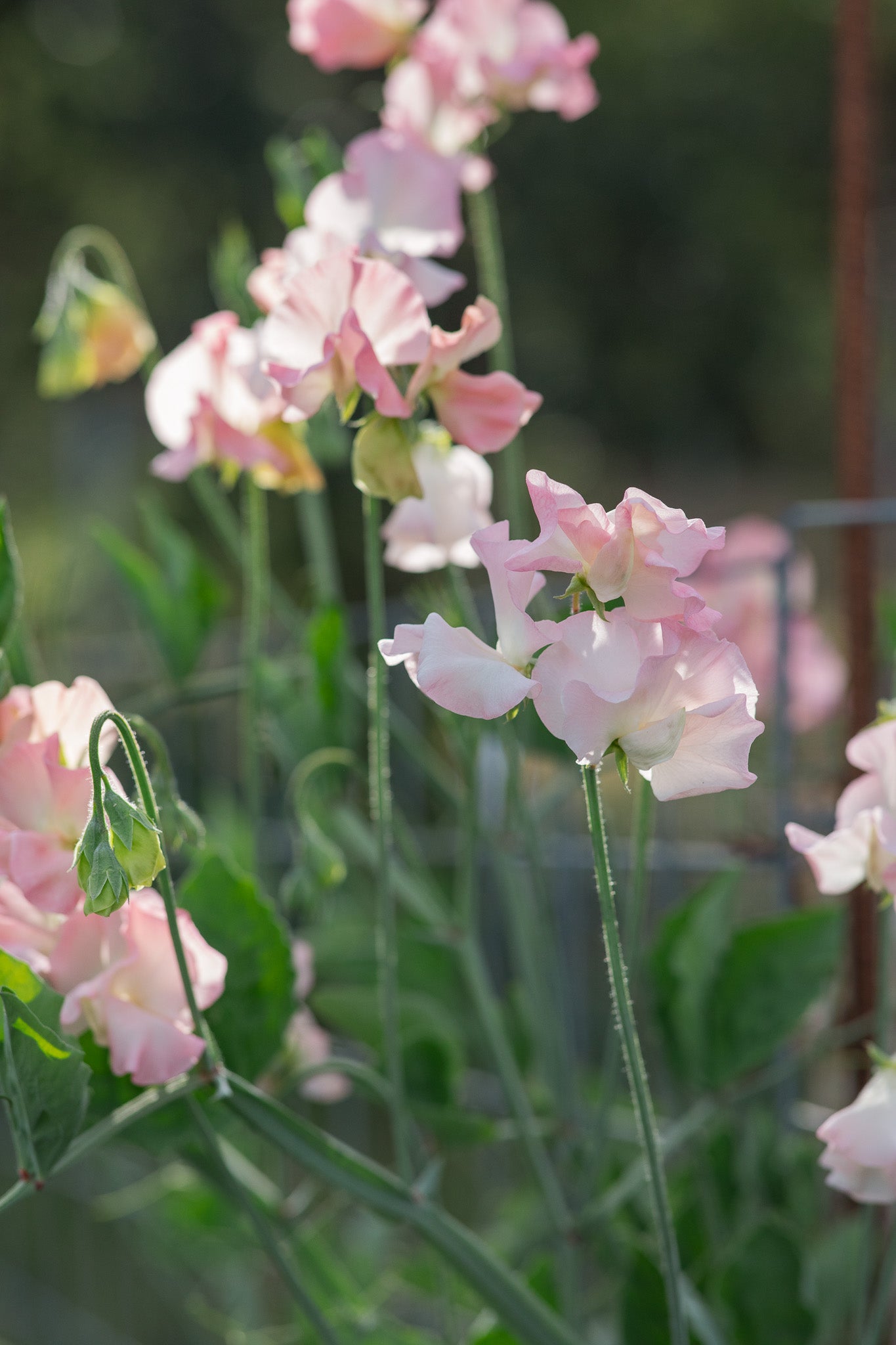 Sweet Pea Heaven Scent