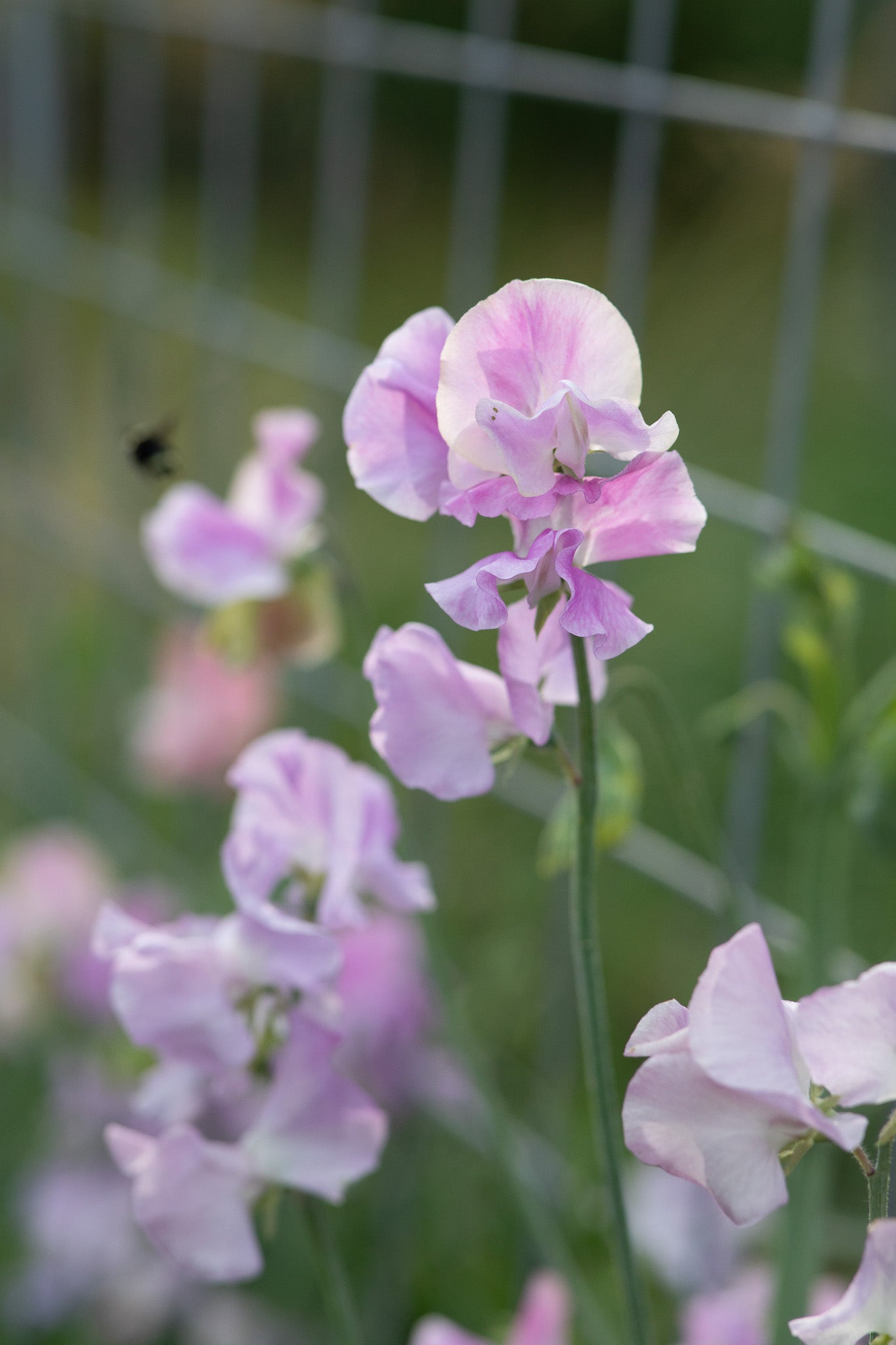Sweet Pea Misty
