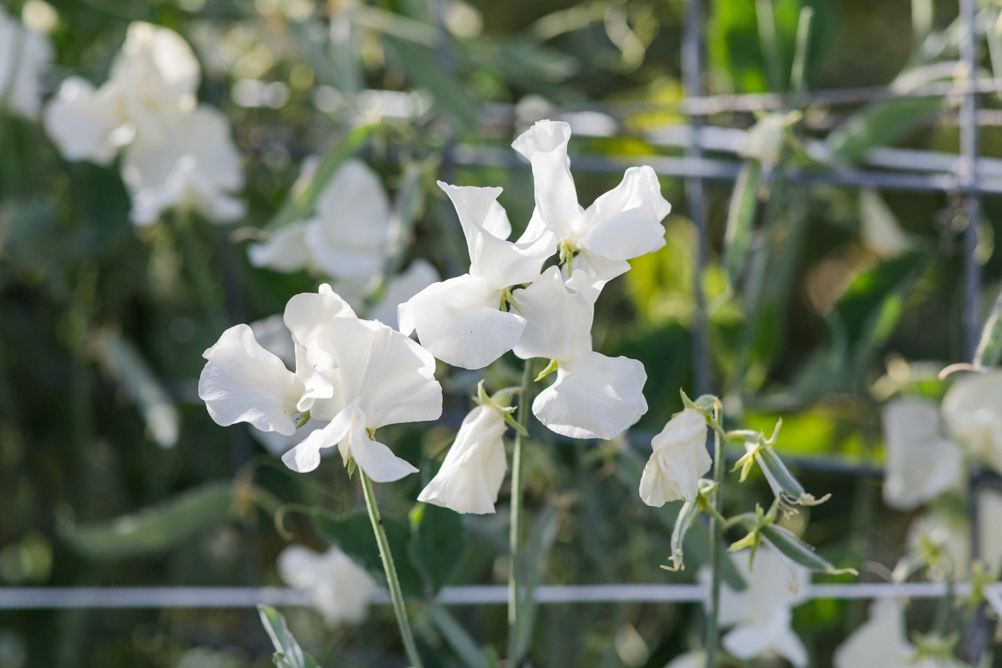 Sweet Pea Castle of Mey