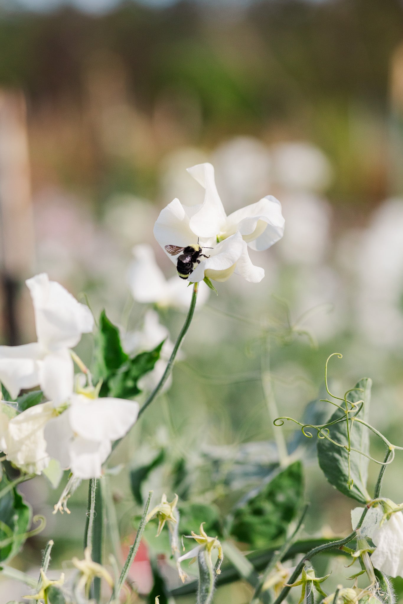 Sweet Pea Clotted Cream