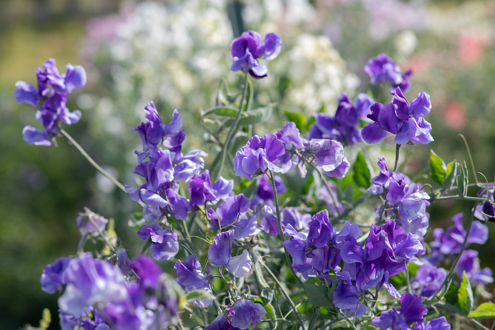 Sweet Pea Newby Blue