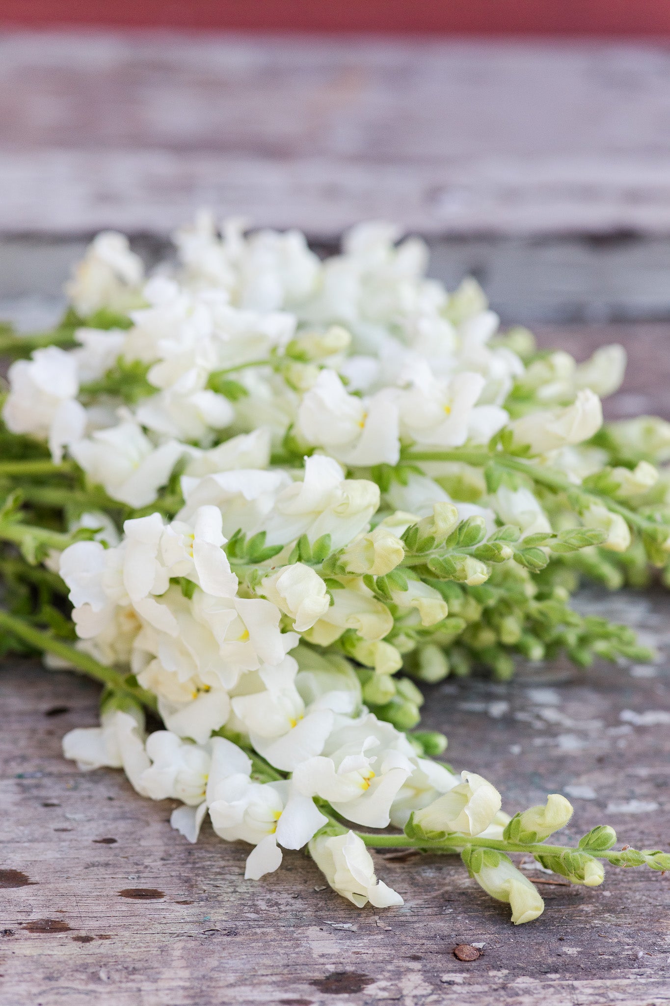 Snapdragon White