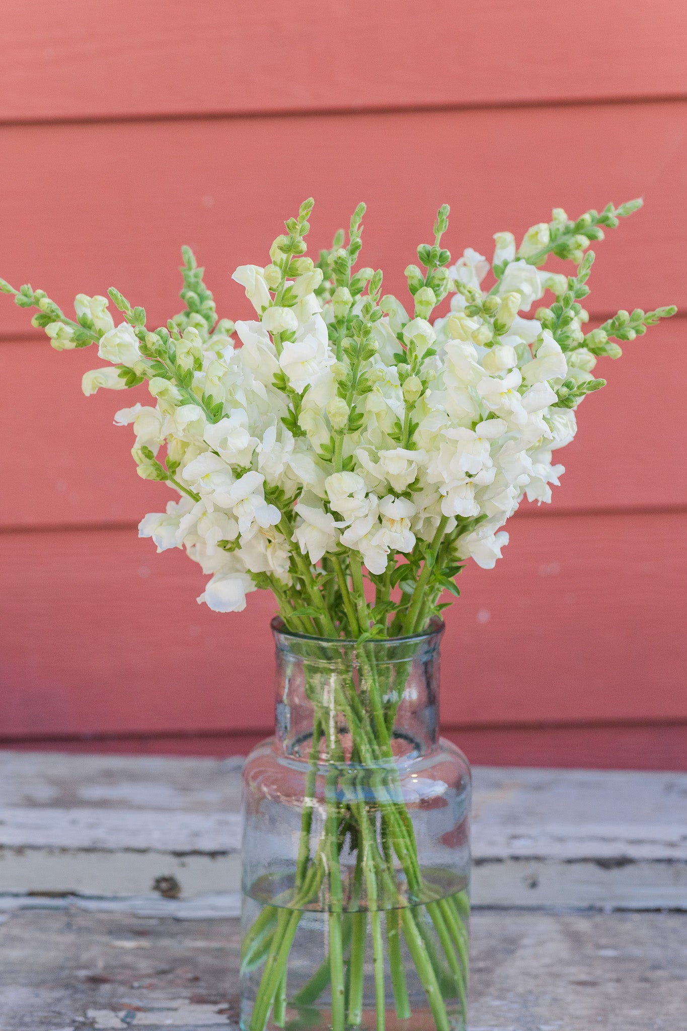 Snapdragon White
