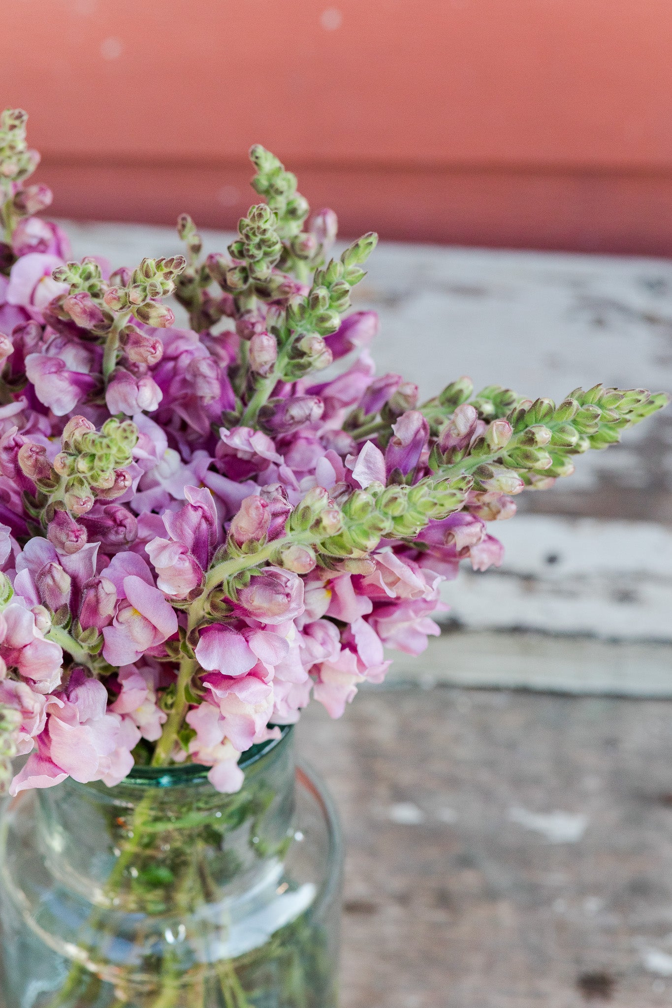 Snapdragon Lavender