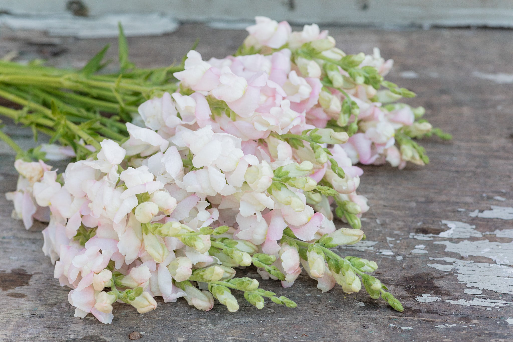 Snapdragon Silver Pink
