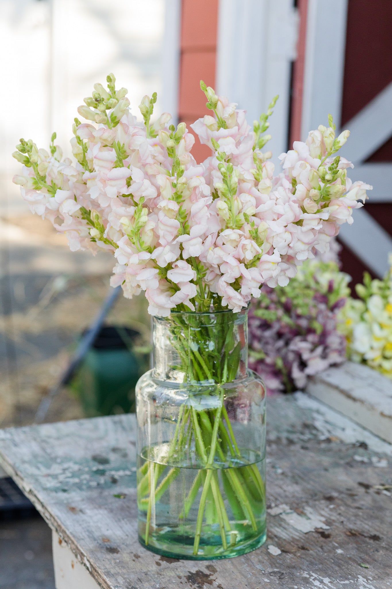 Snapdragon Silver Pink