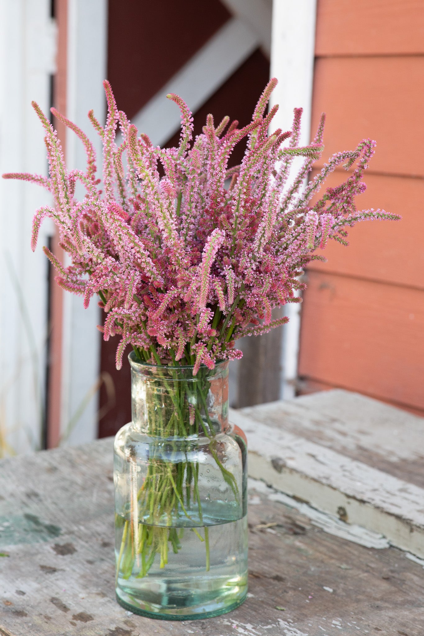 Statice Pink Pokers