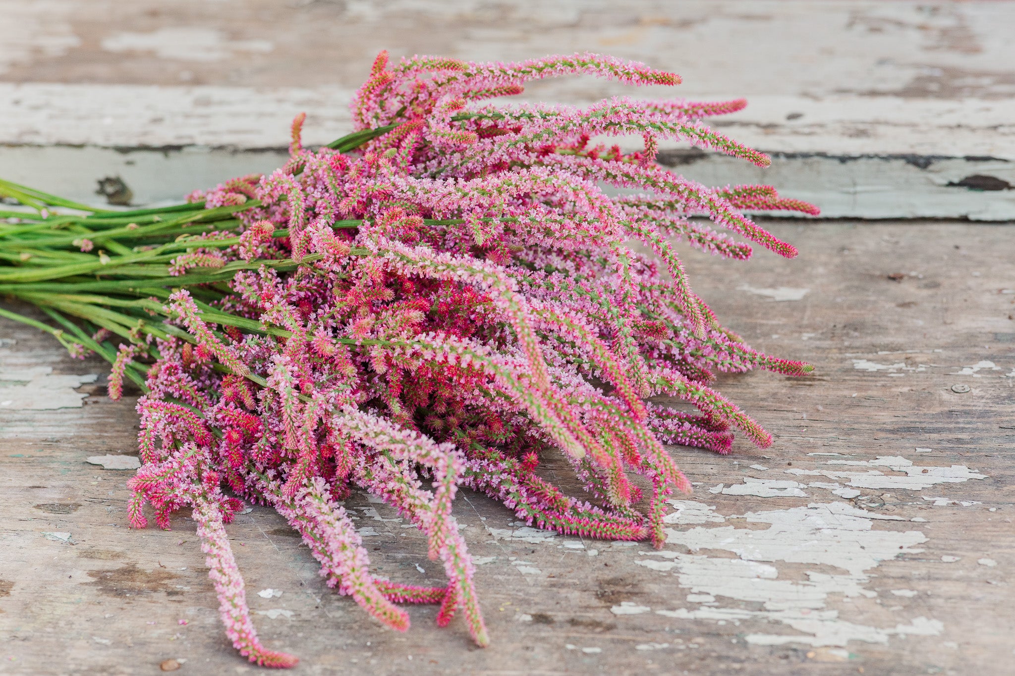 Statice Pink Pokers