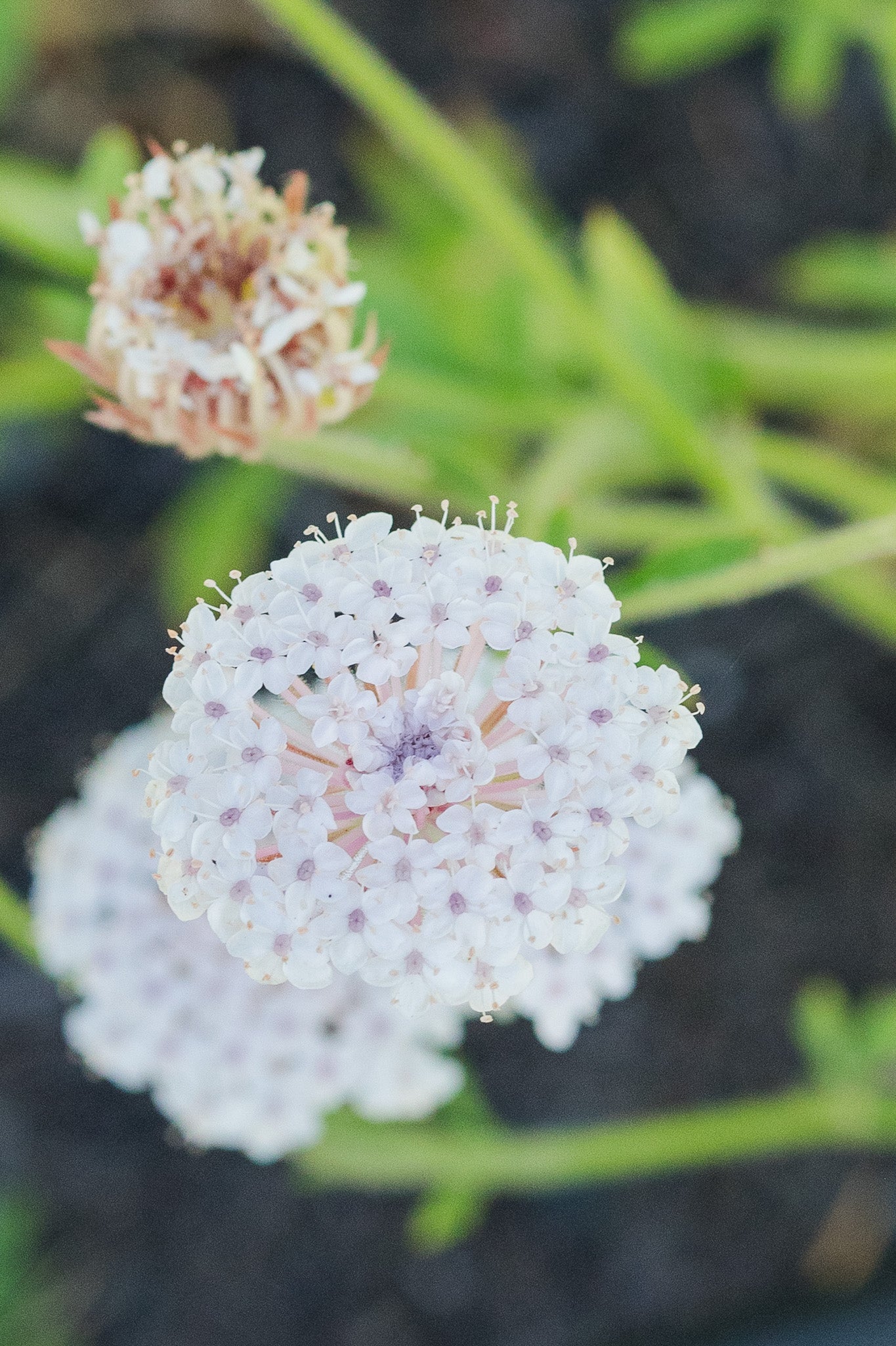 Didiscus Lacy Pink