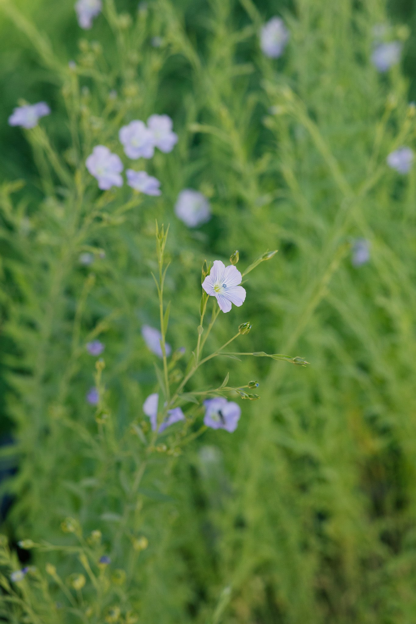 Flax