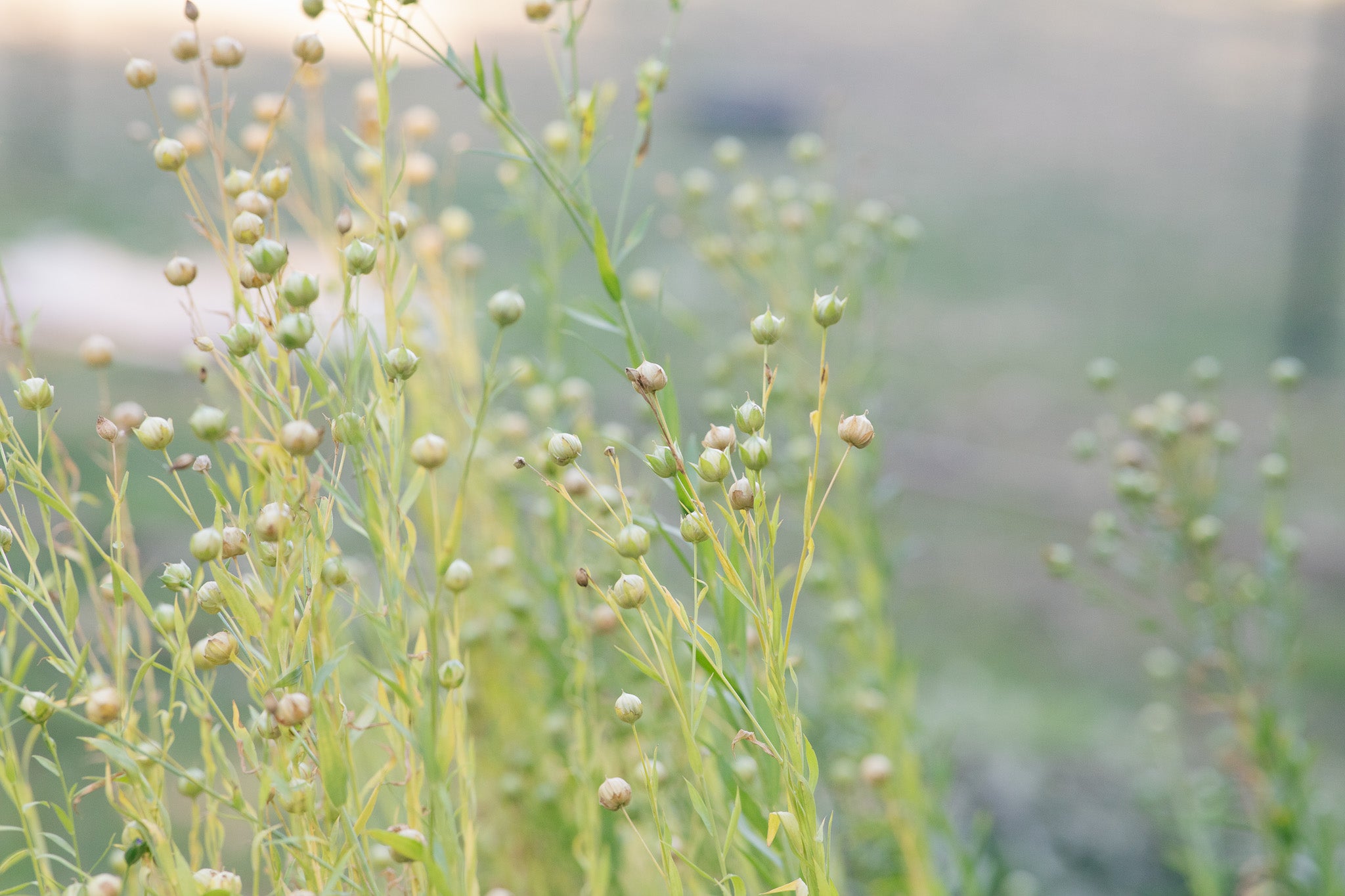 Flax