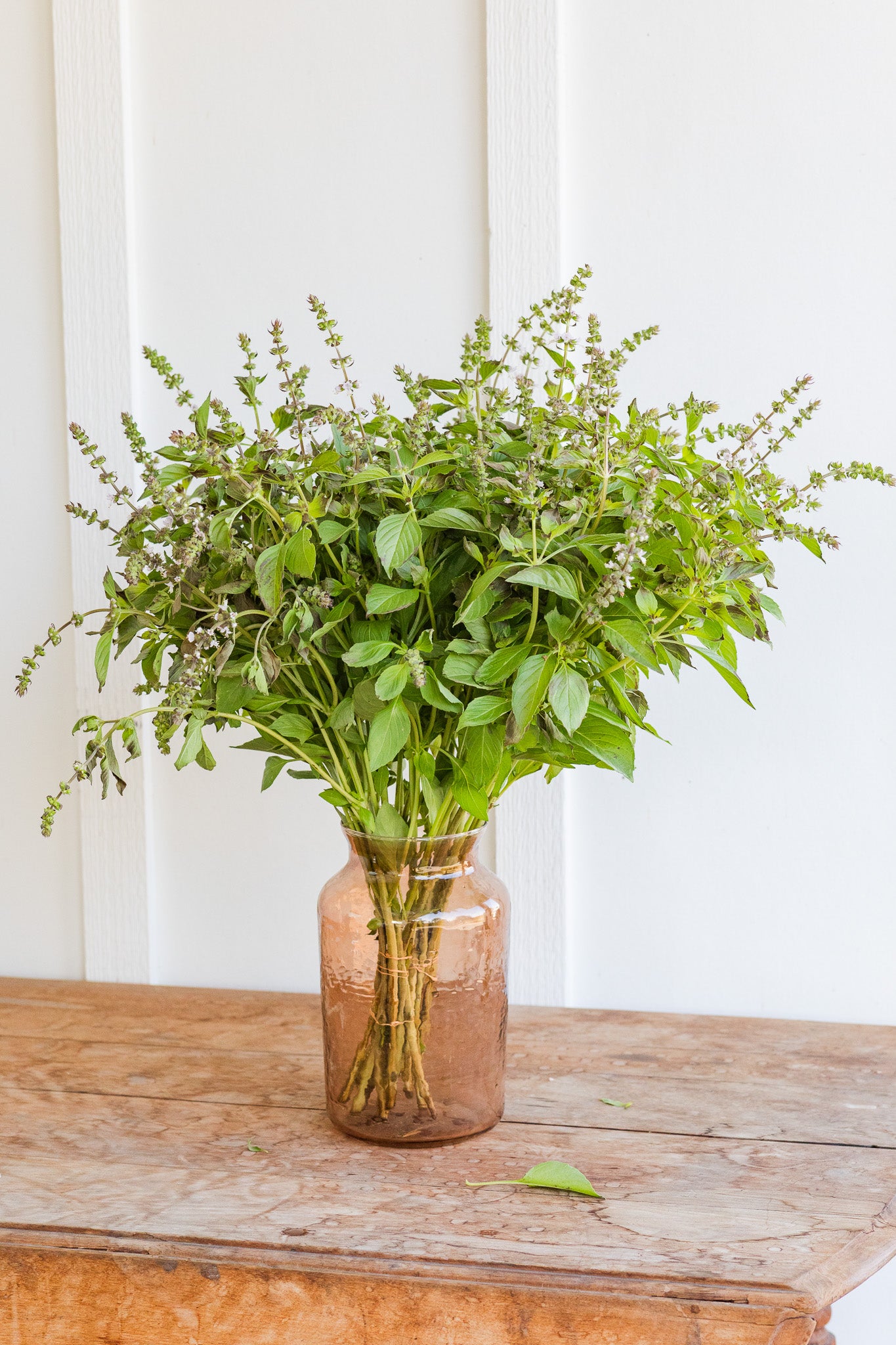 Basil Mrs Burns Lemon