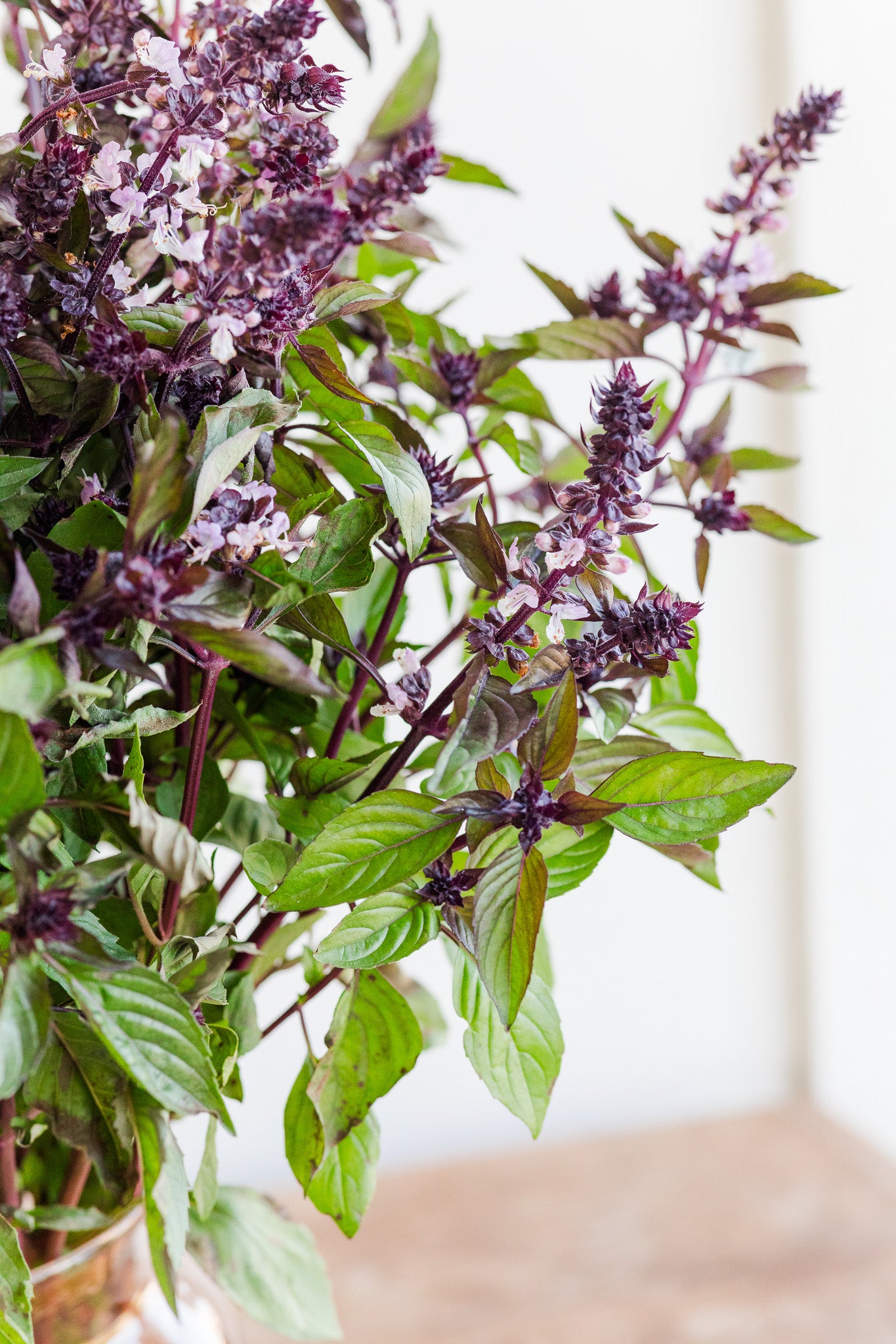 Basil Aromatto