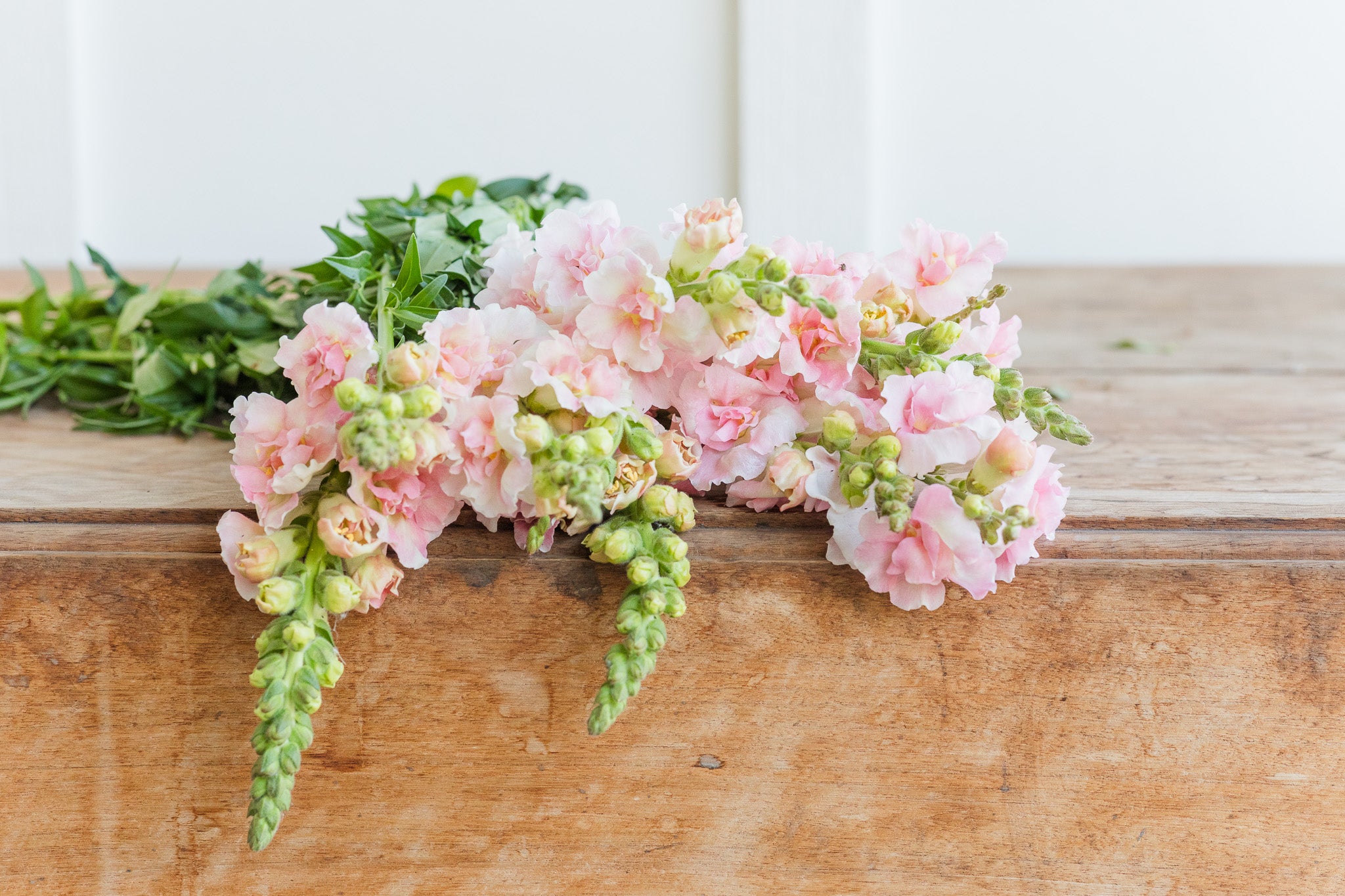 Snapdragon Double Light Pink