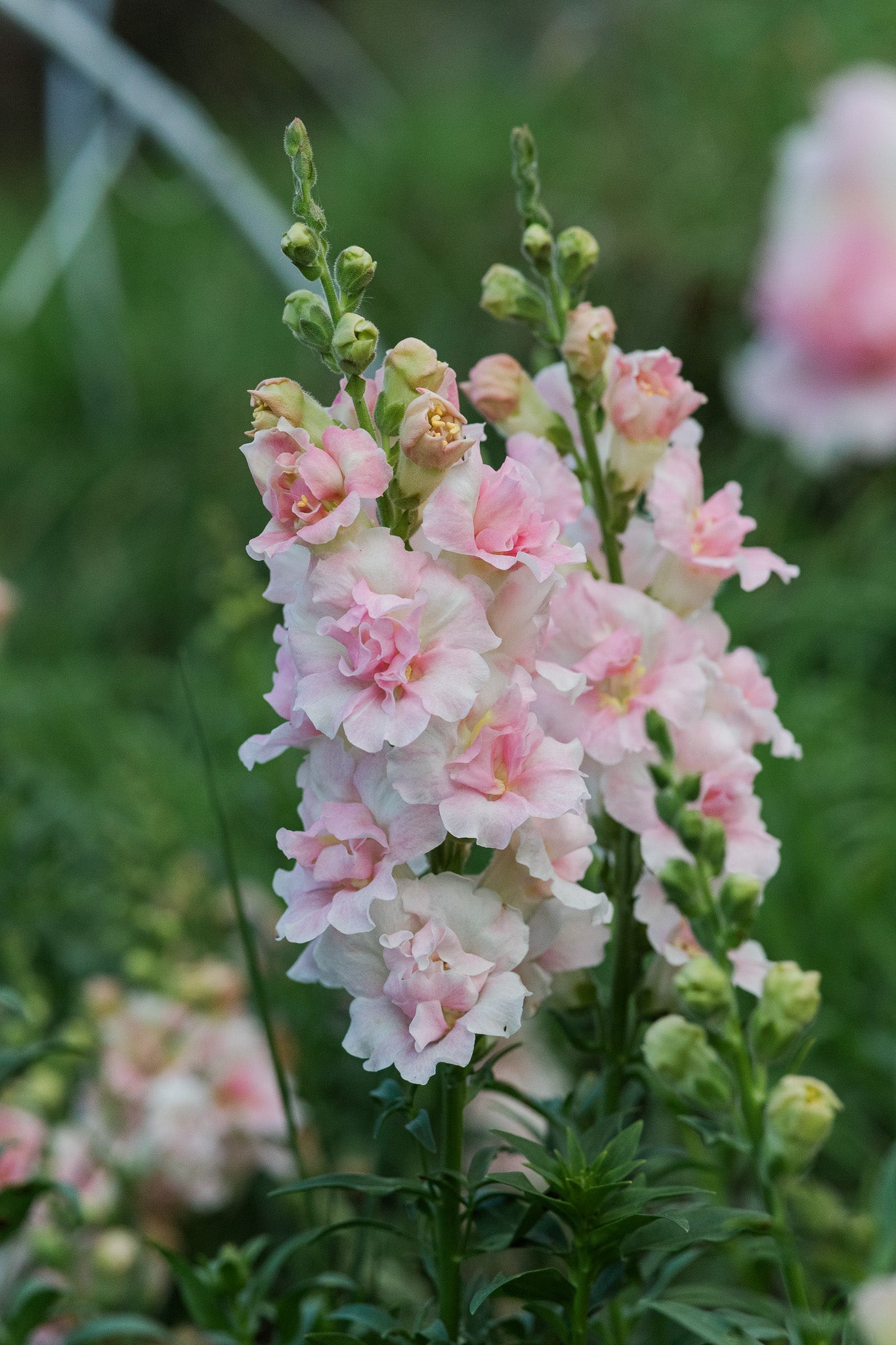 Snapdragon Double Light Pink