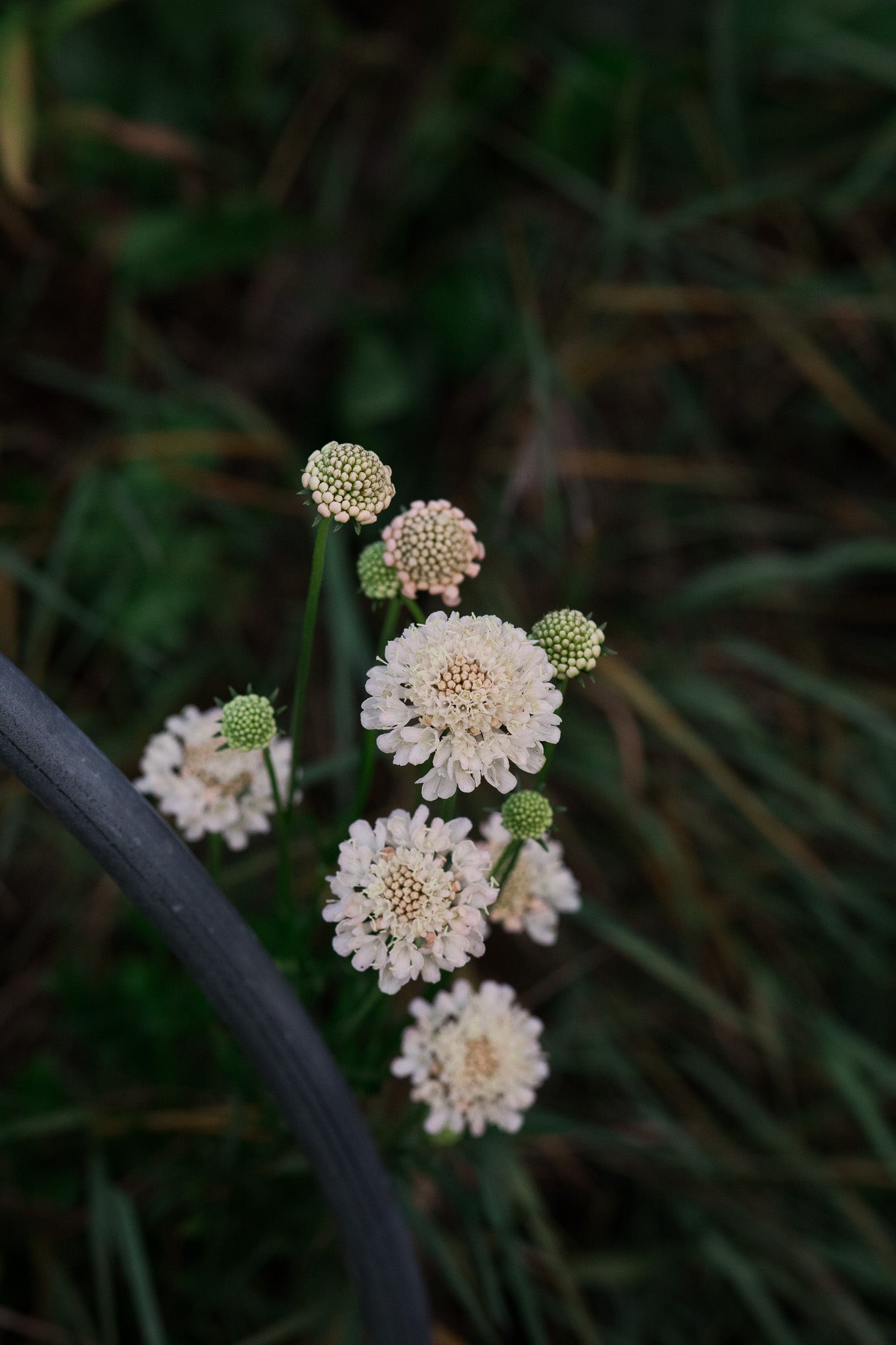 Scabiosa Fata Morgana