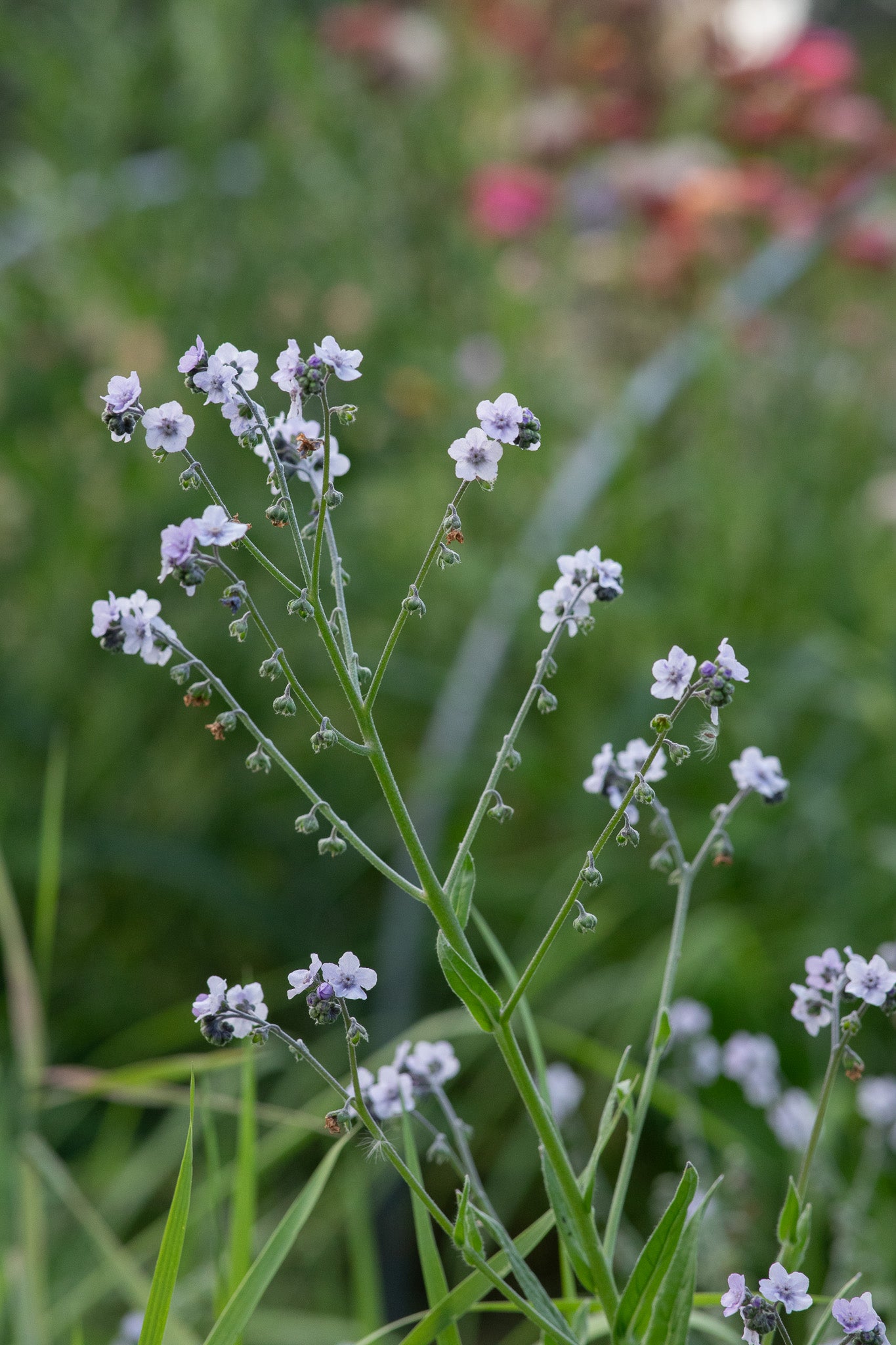Forget Me Not Ms Marilyn