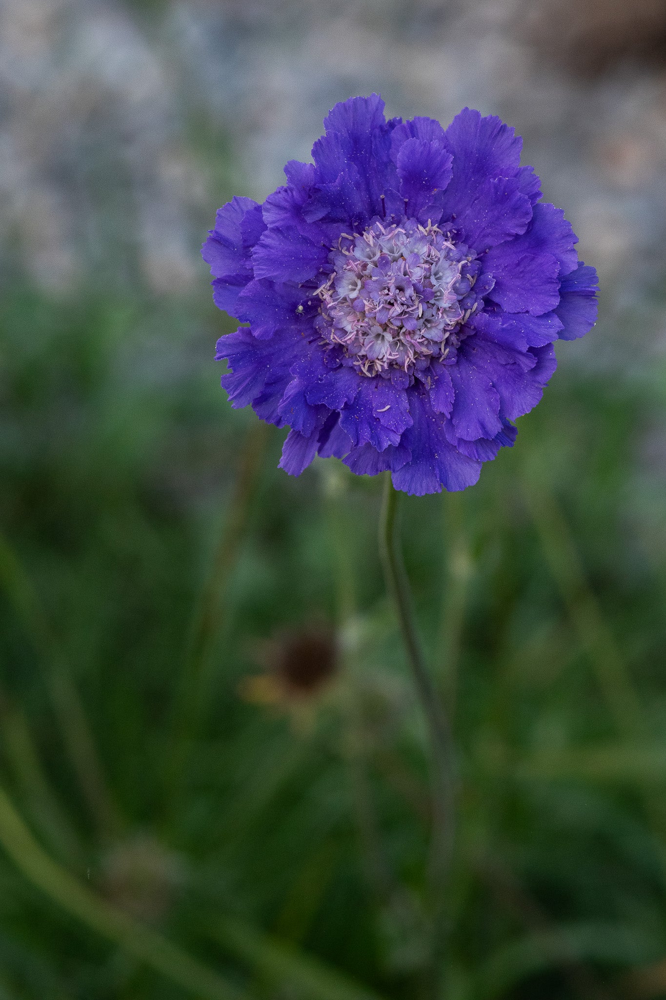 Scabiosa Fama Blue