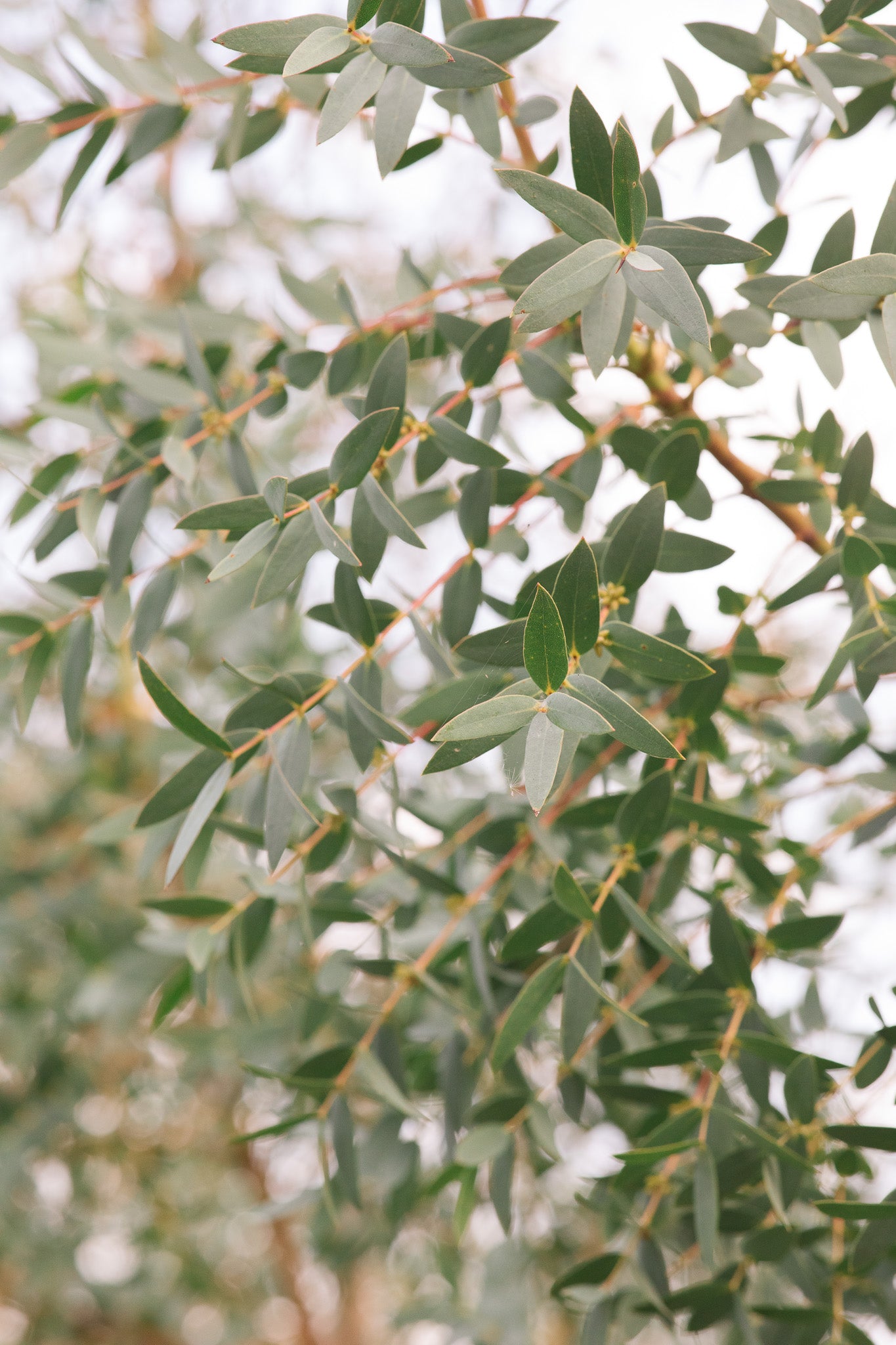 Eucalyptus Small Leaved Gum