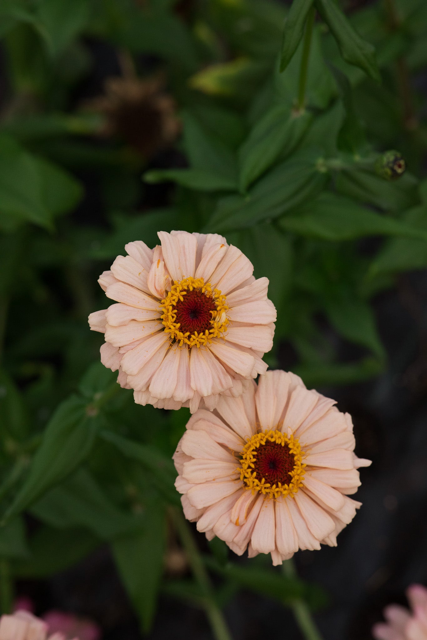 Zinnia Pastel Ballerina
