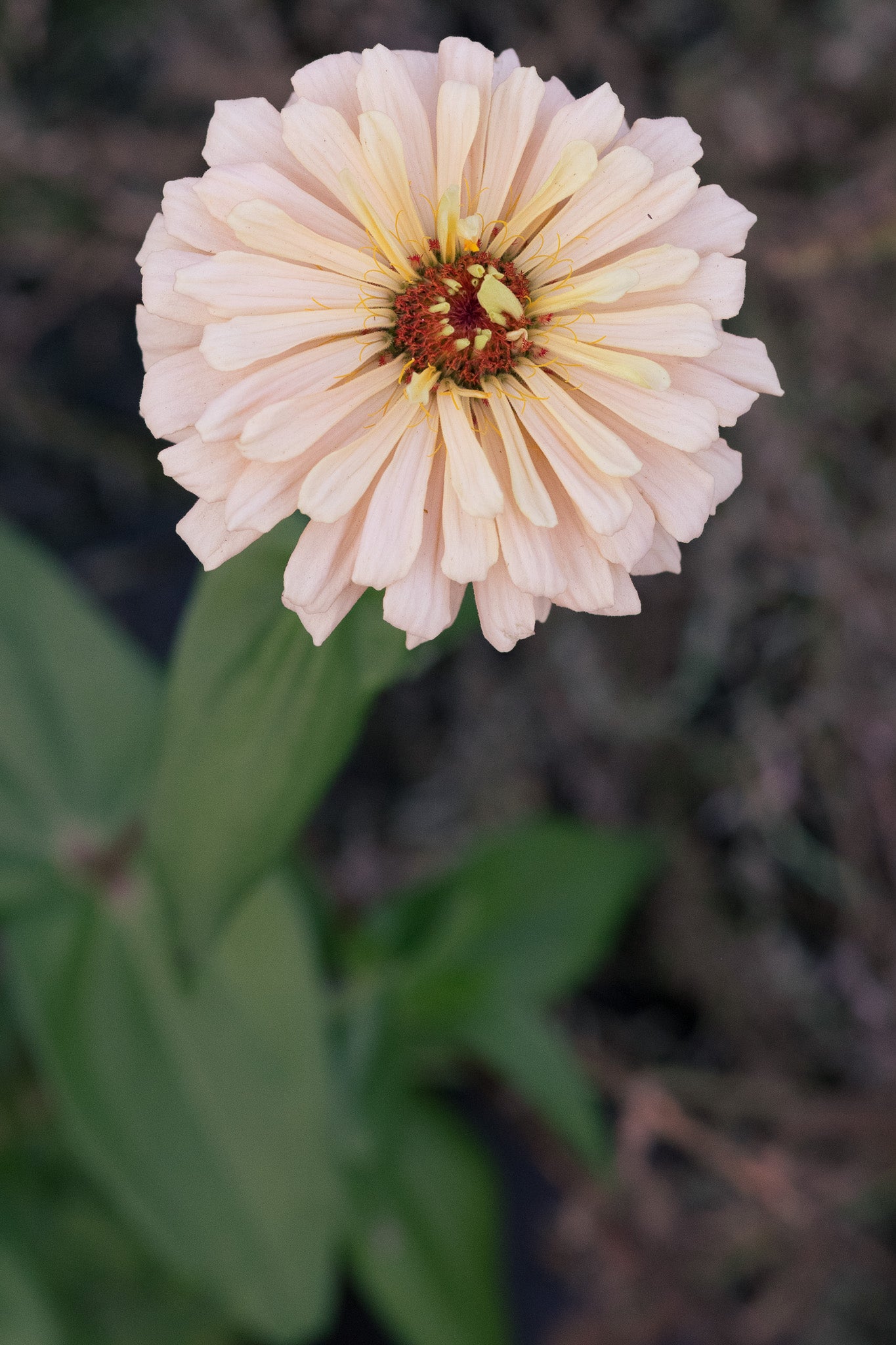Zinnia Pastel Ballerina