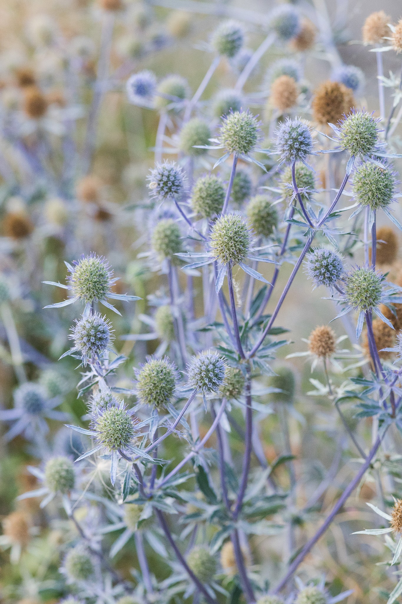Eryngium 'Sea Holly' Blue