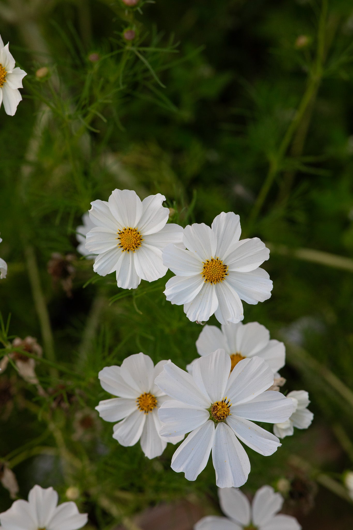 Cosmos White