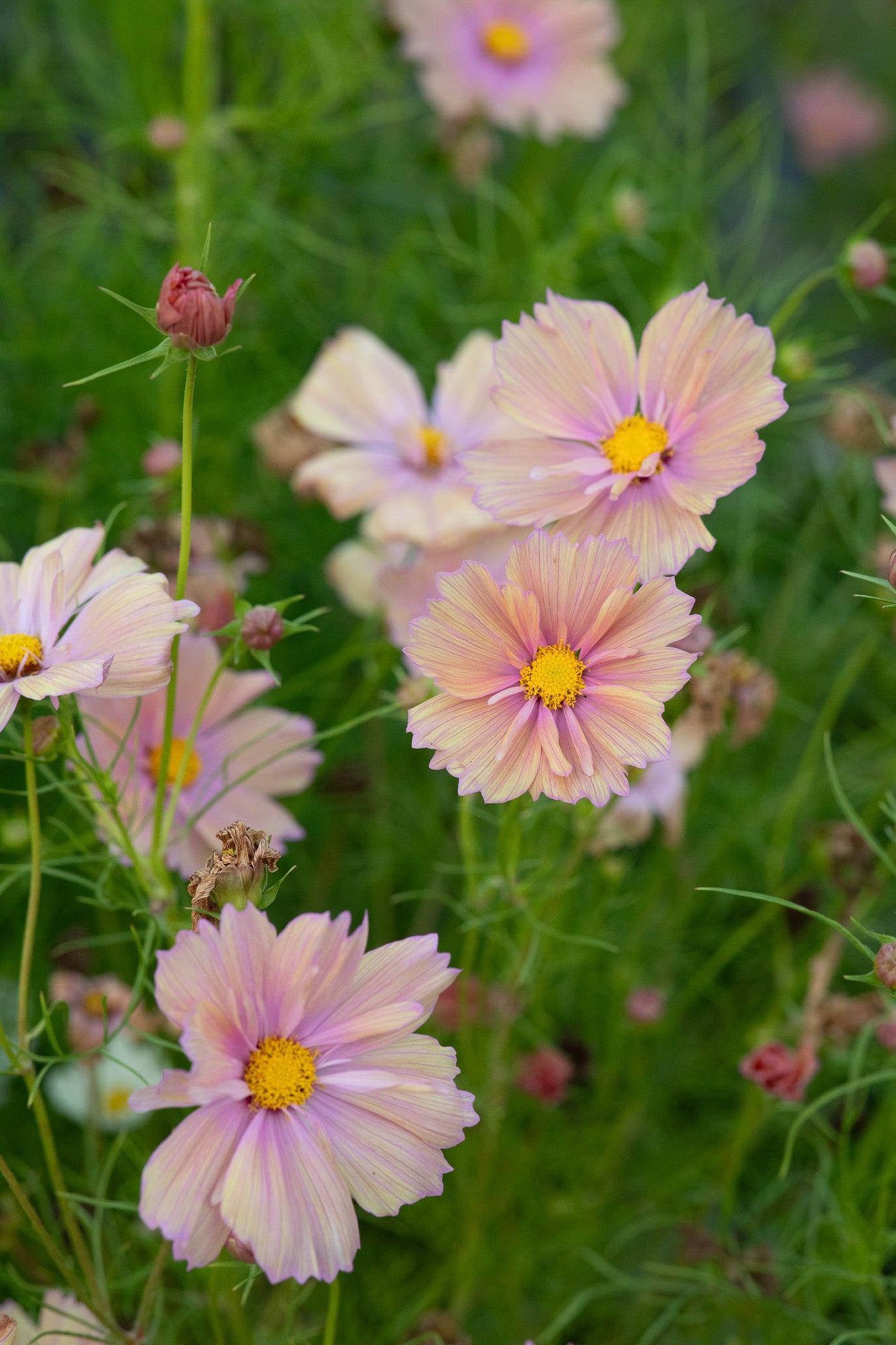Cosmos Apricotta