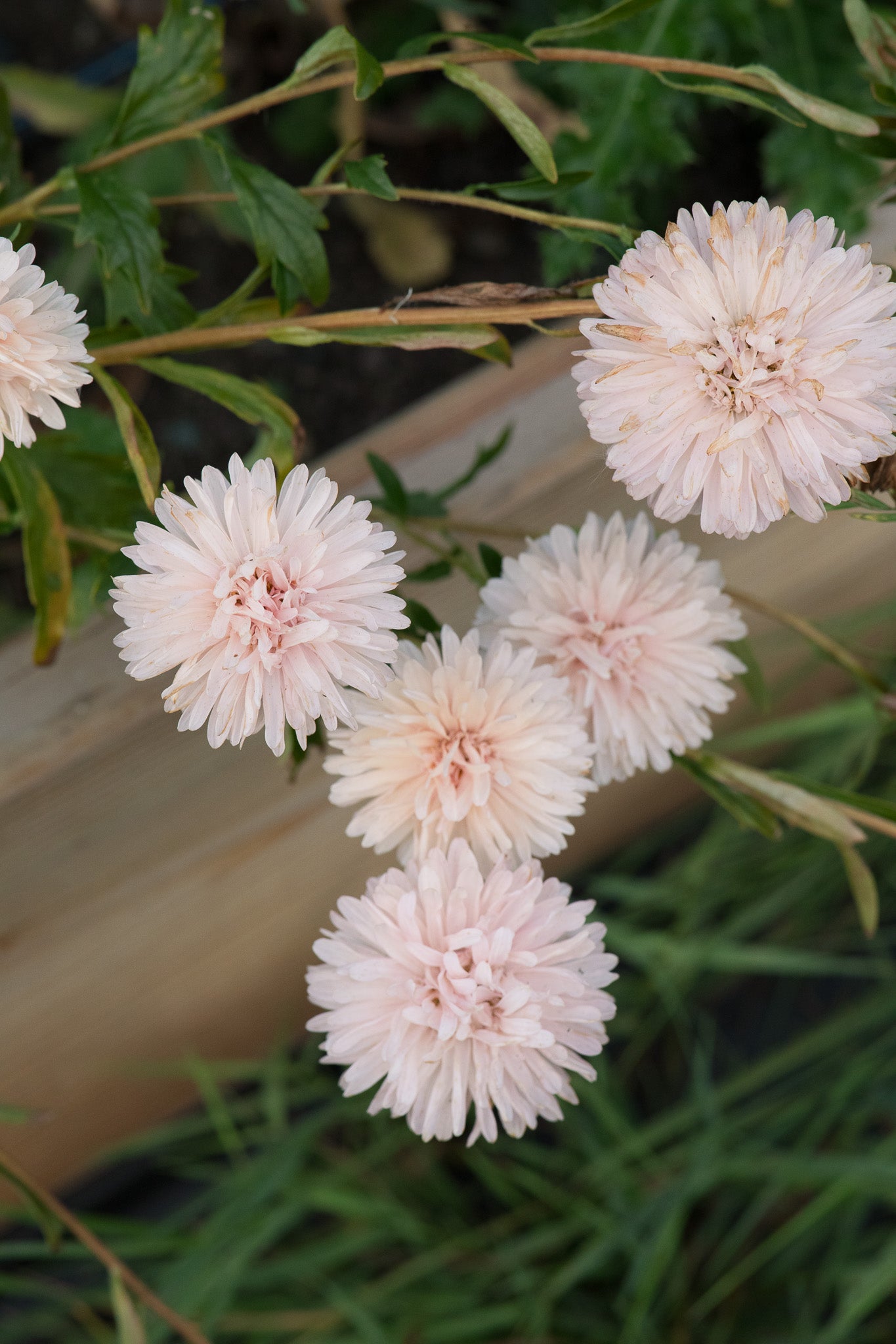 Aster Apricot