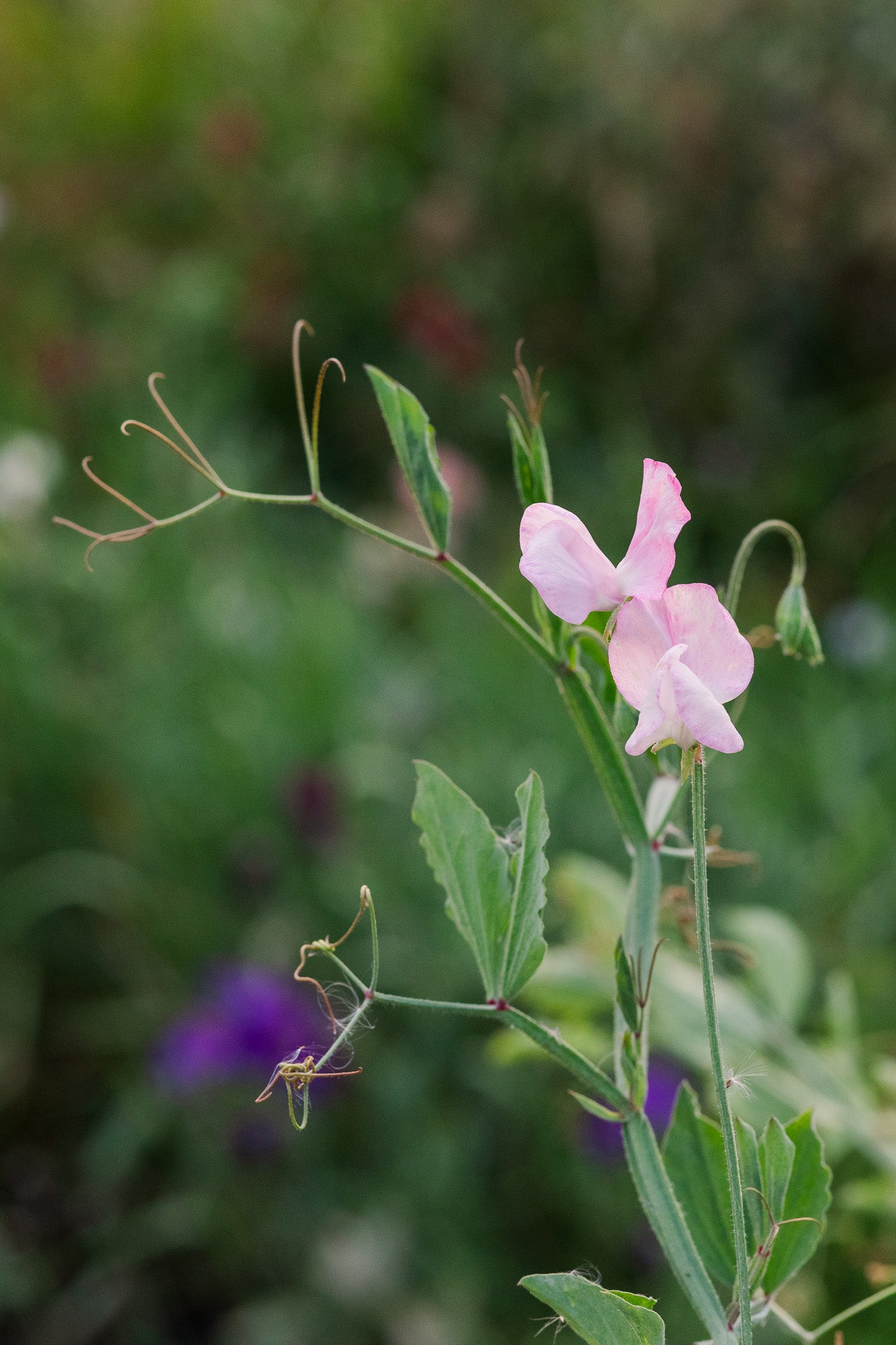 Sweet Pea Prima Donna