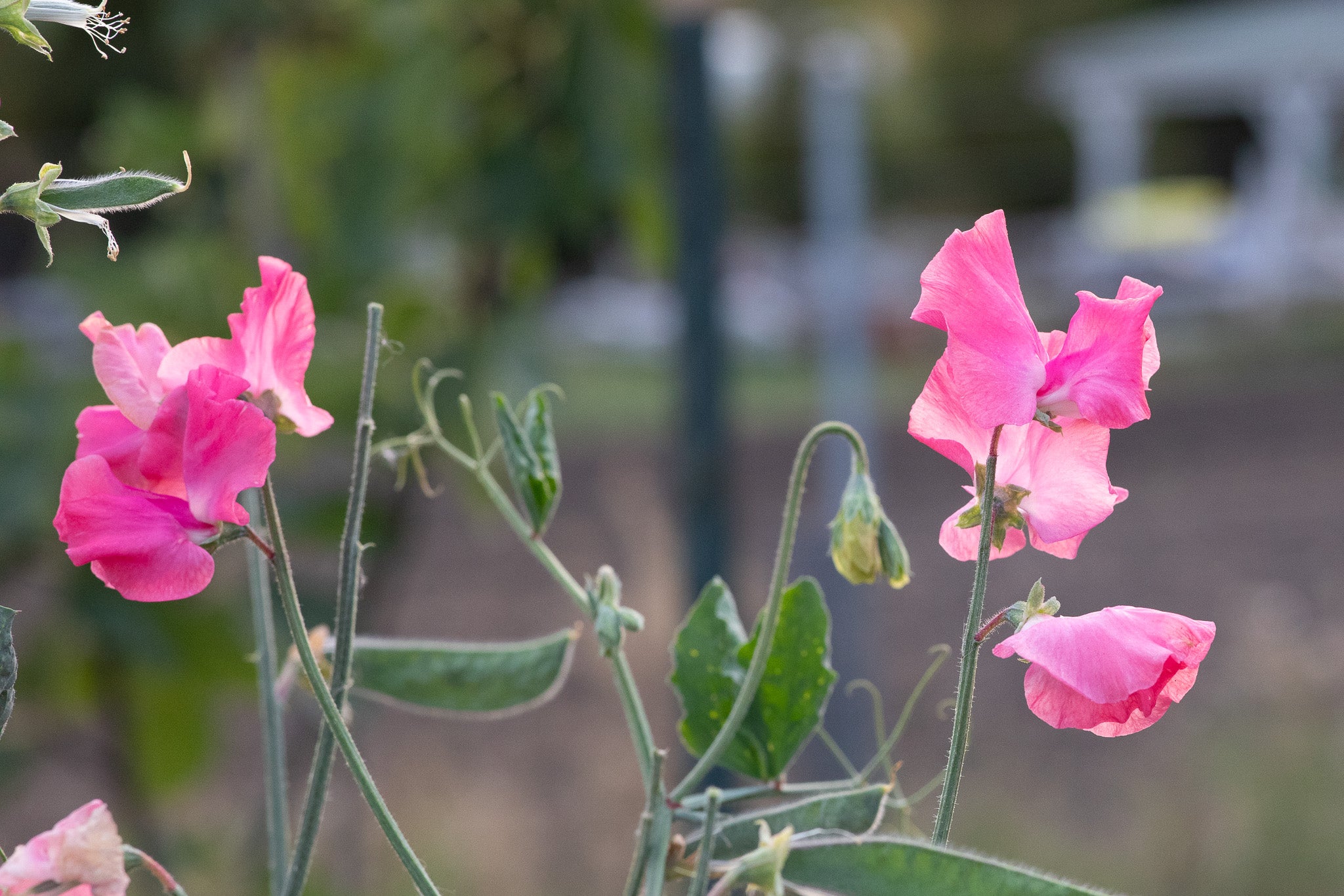 Sweet Pea Hannah Rachel