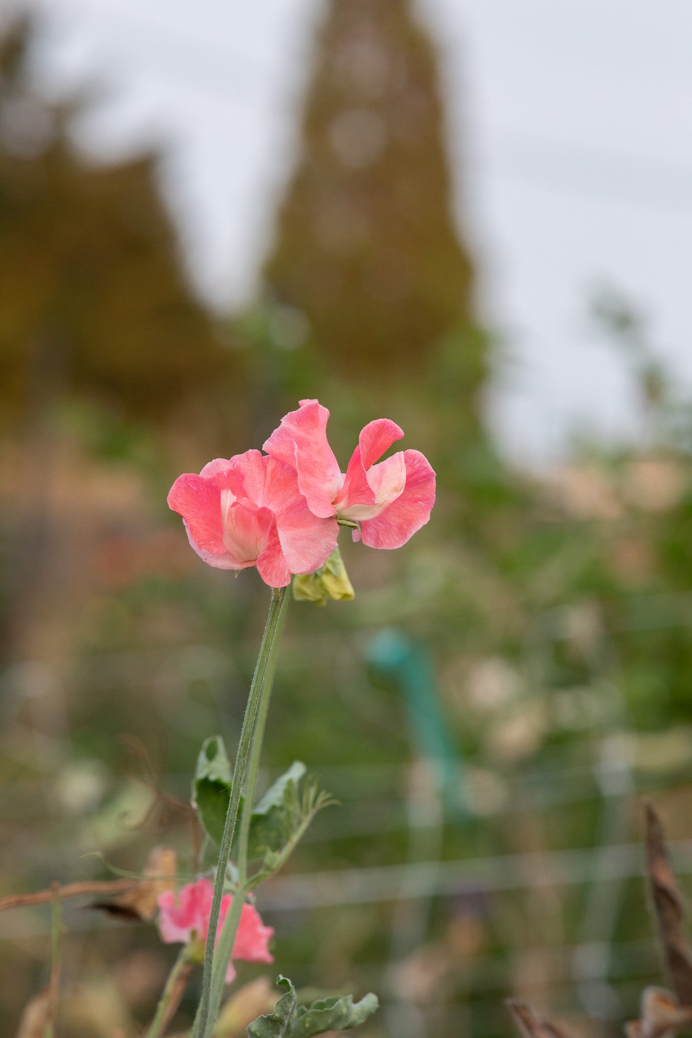 Sweet Pea Lizbeth