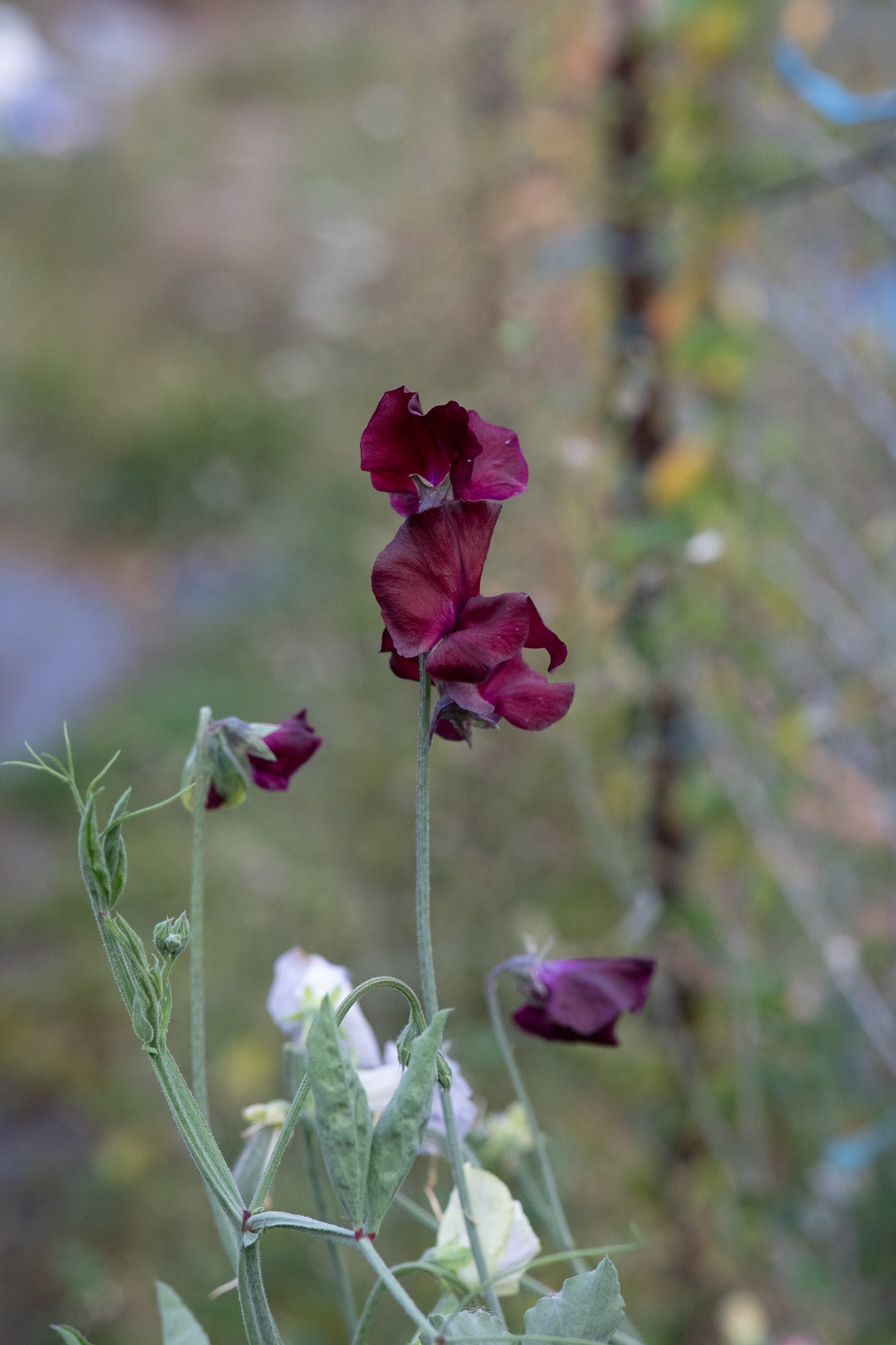 Sweet Pea Burnished Bronze