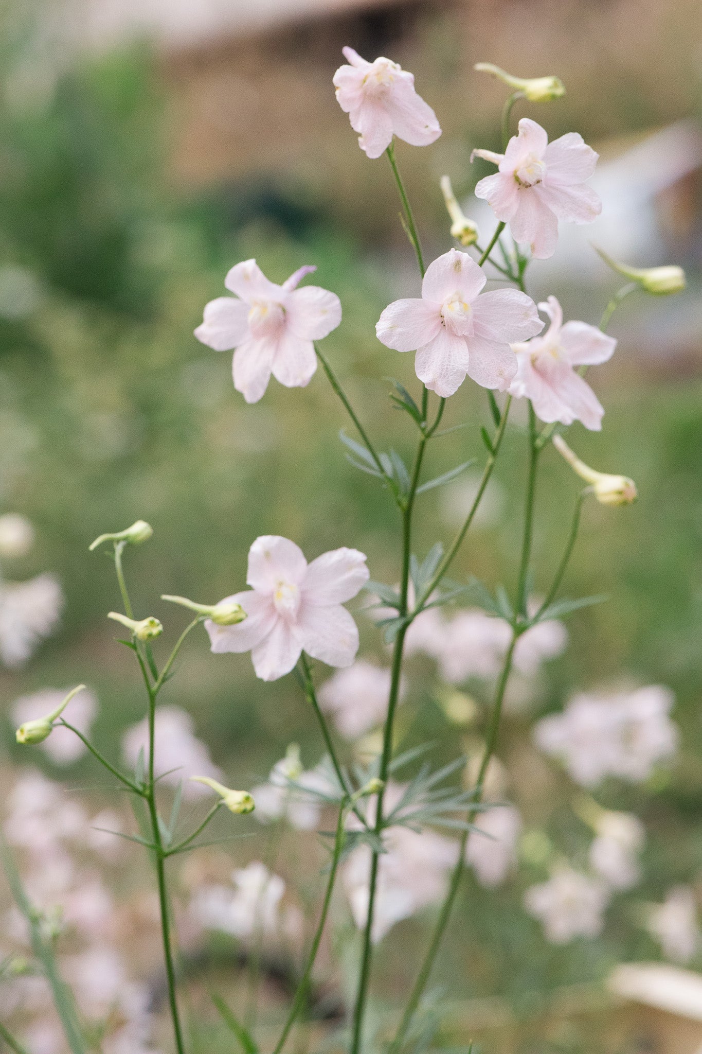 Delphinium Pink Butterfly