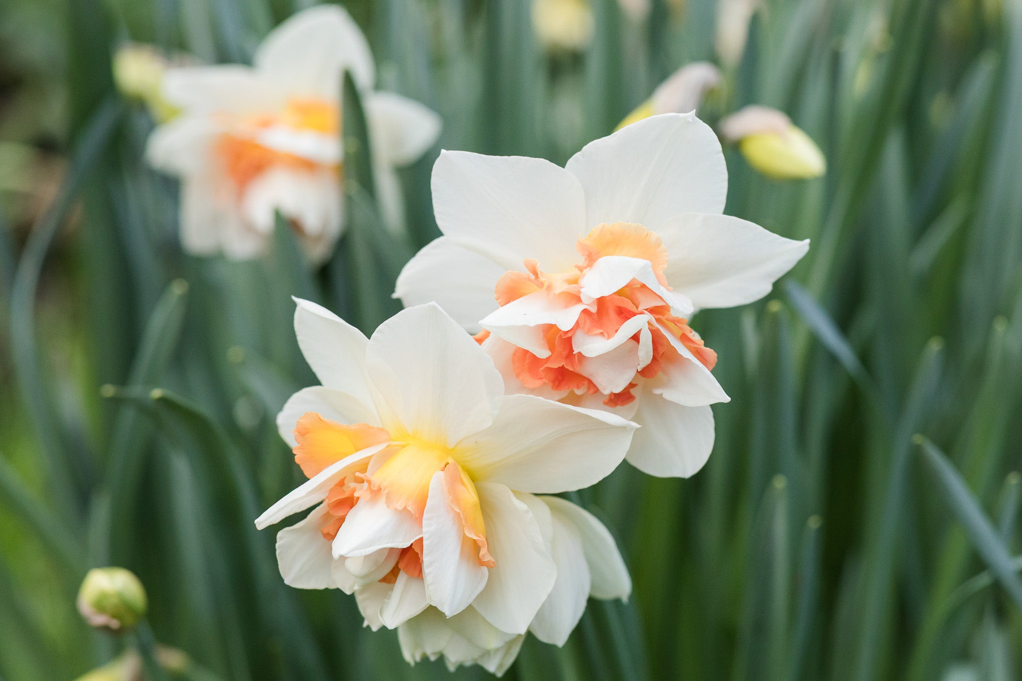 Narcissus Replete