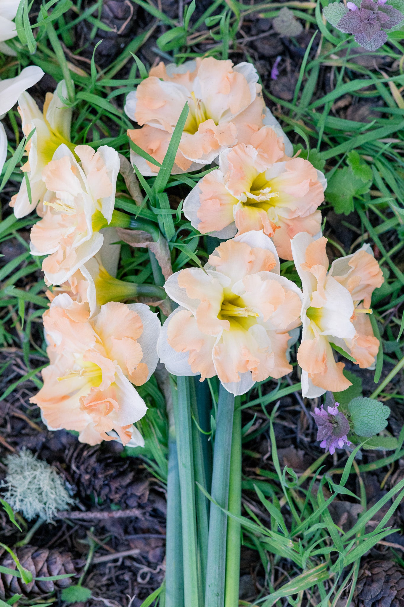 Narcissus Cum Laude